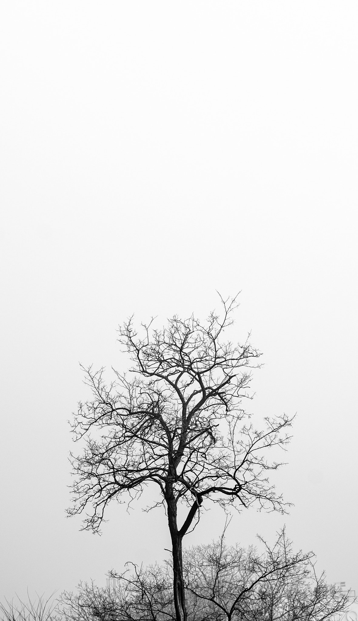 Sigma 105mm F2.8 EX DG OS HSM sample photo. The tree in fog photography