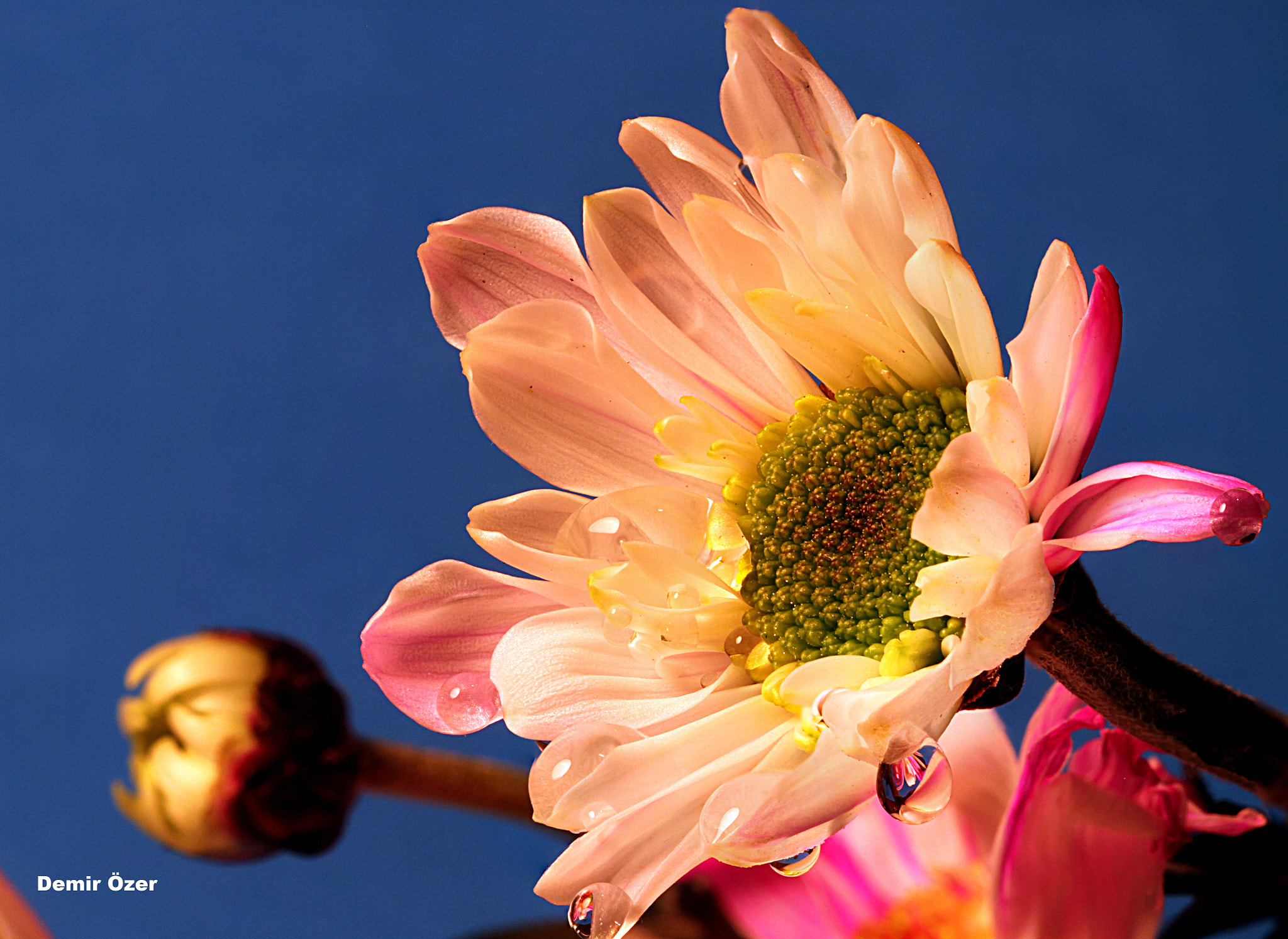 Sigma 105mm F2.8 EX DG OS HSM sample photo. Beauty... photography