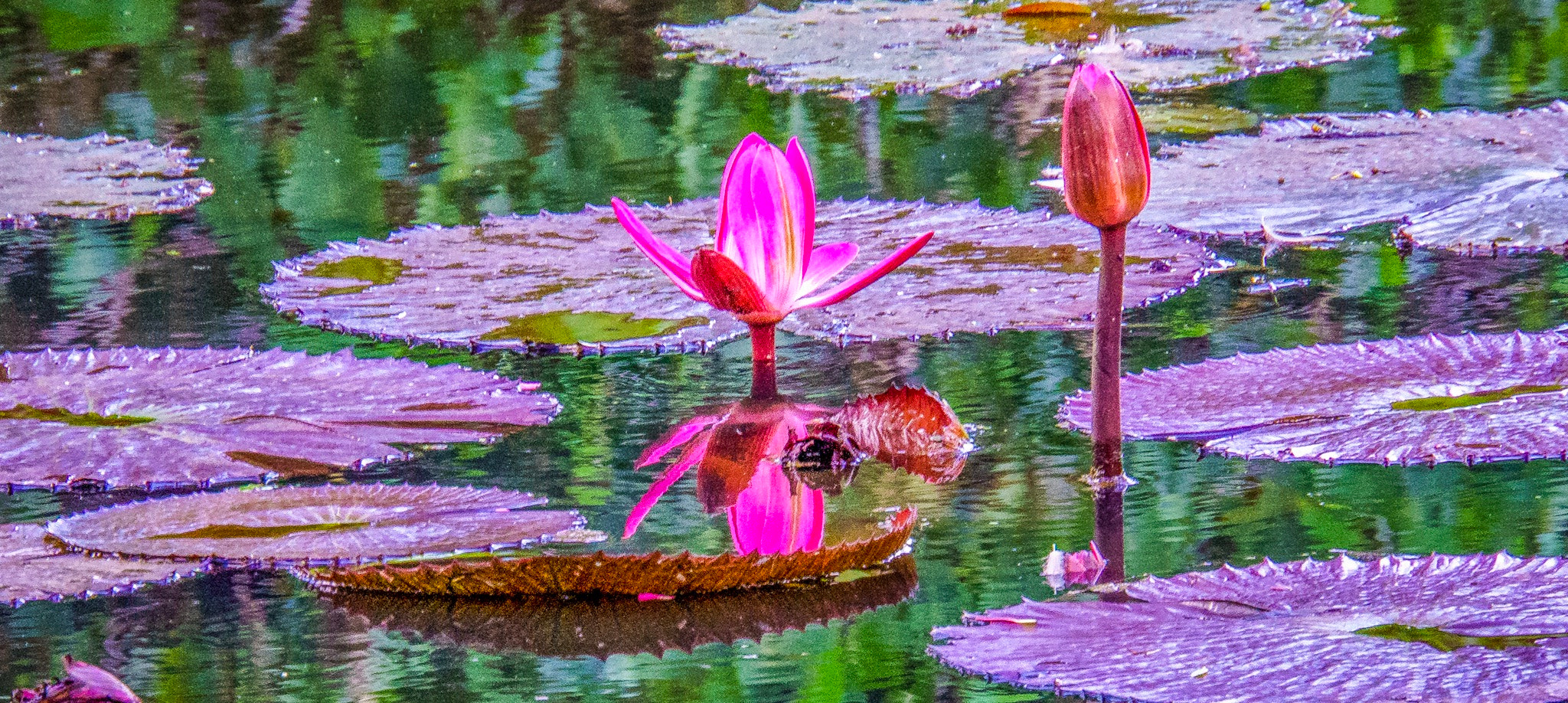 Sony Alpha NEX-7 sample photo. Water lillies photography