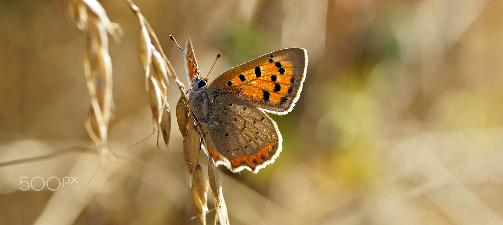 Sony SLT-A57 sample photo. Lycaena phlaeas photography