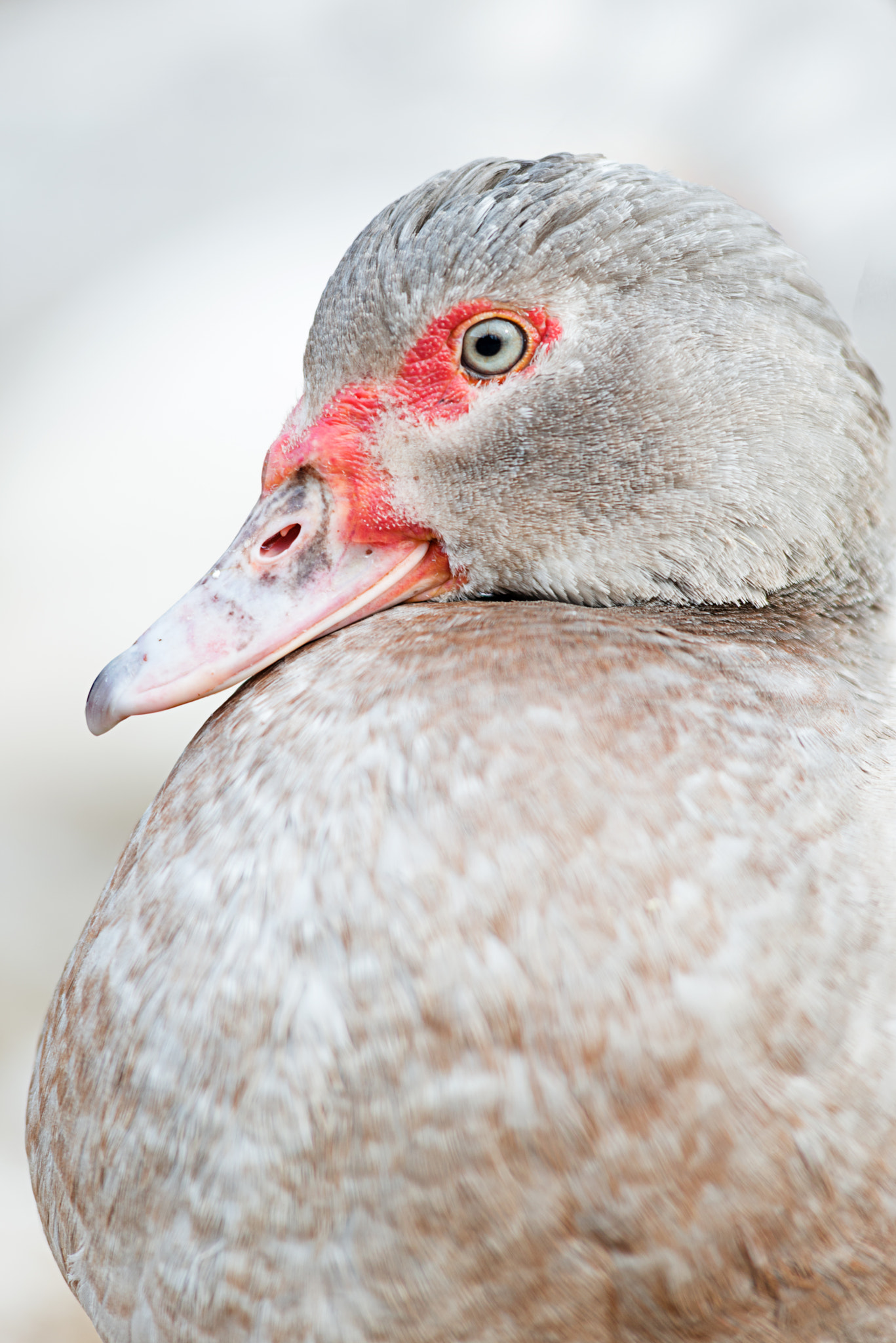 Nikon D800 sample photo. Duck breeds with red beak on a farm photography
