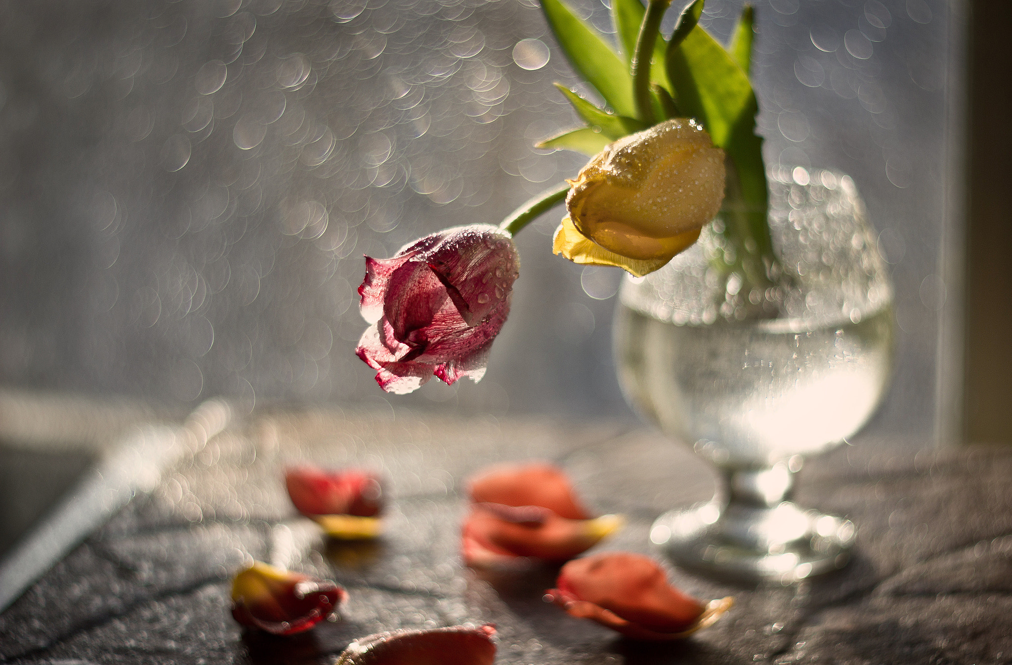 Canon EF 35-80mm f/4-5.6 sample photo. Тюльпаны photography