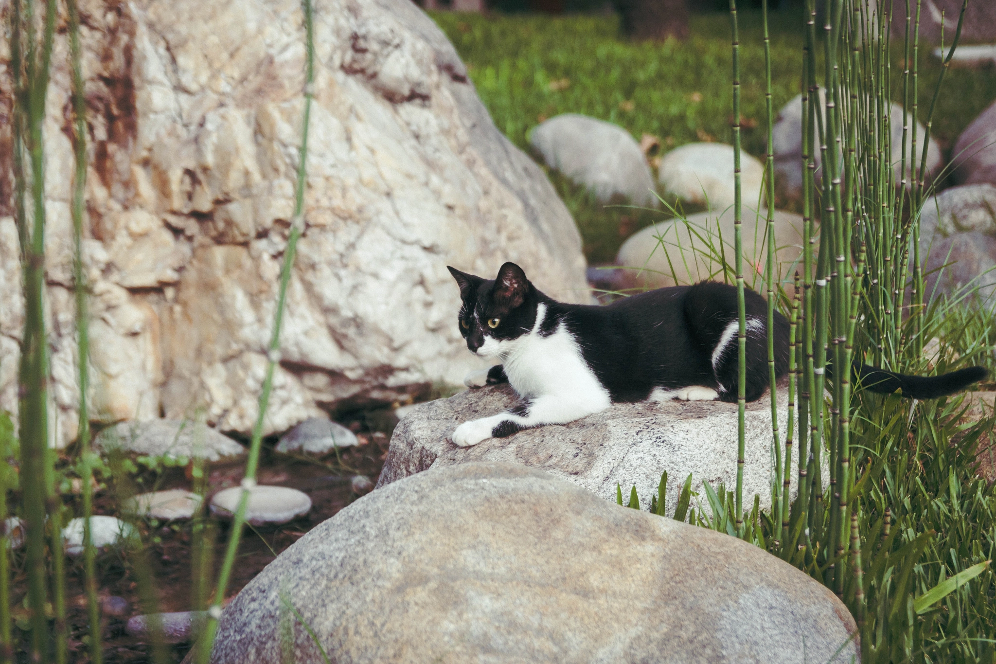Canon EF-S 17-55mm F2.8 IS USM sample photo. Bamboo cat photography