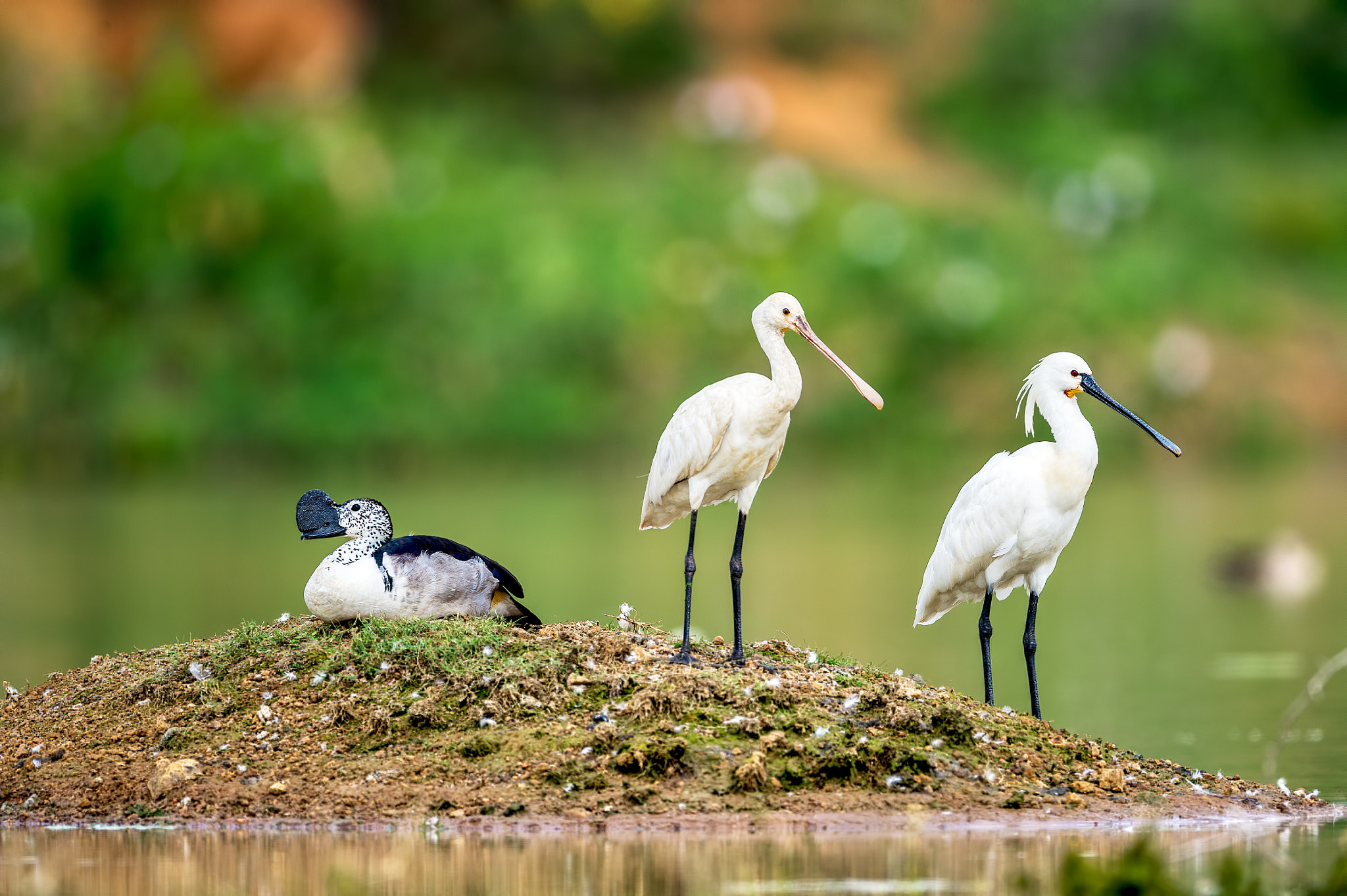 Nikon AF-S Nikkor 600mm F4E FL ED VR sample photo. Comb duck & spoon bills photography