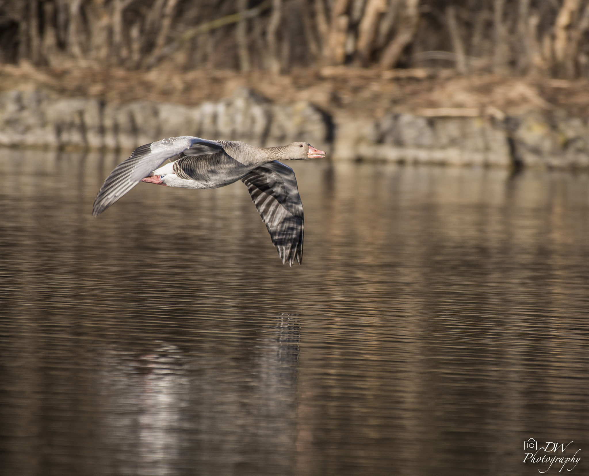 Nikon AF-S Nikkor 200-500mm F5.6E ED VR sample photo. Greylag goose in flight photography