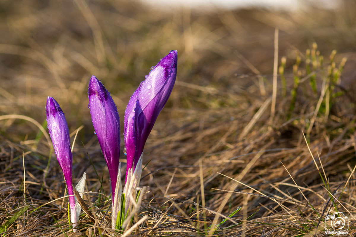 AF Zoom-Nikkor 75-300mm f/4.5-5.6 sample photo. Awakening photography