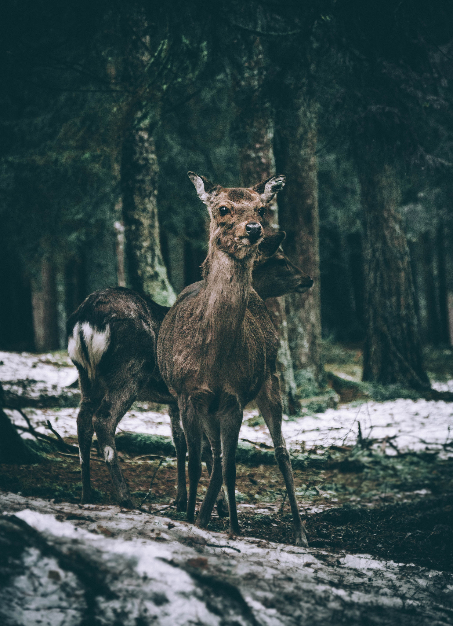 Panasonic Lumix DMC-GH4 sample photo. Bambi  photography