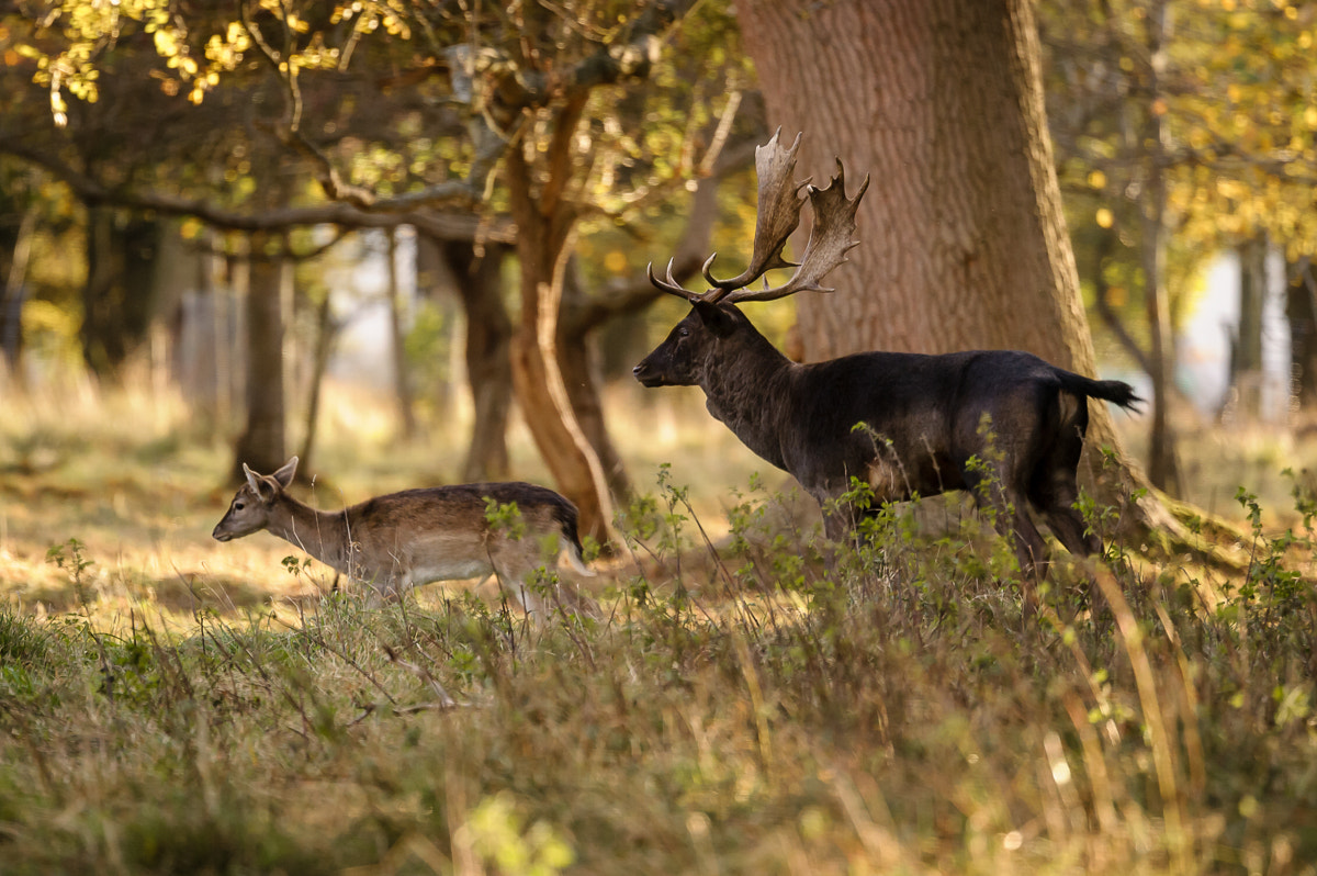 Nikon Nikkor AF-S 300mm F4E PF ED VR sample photo. Autumn walk photography