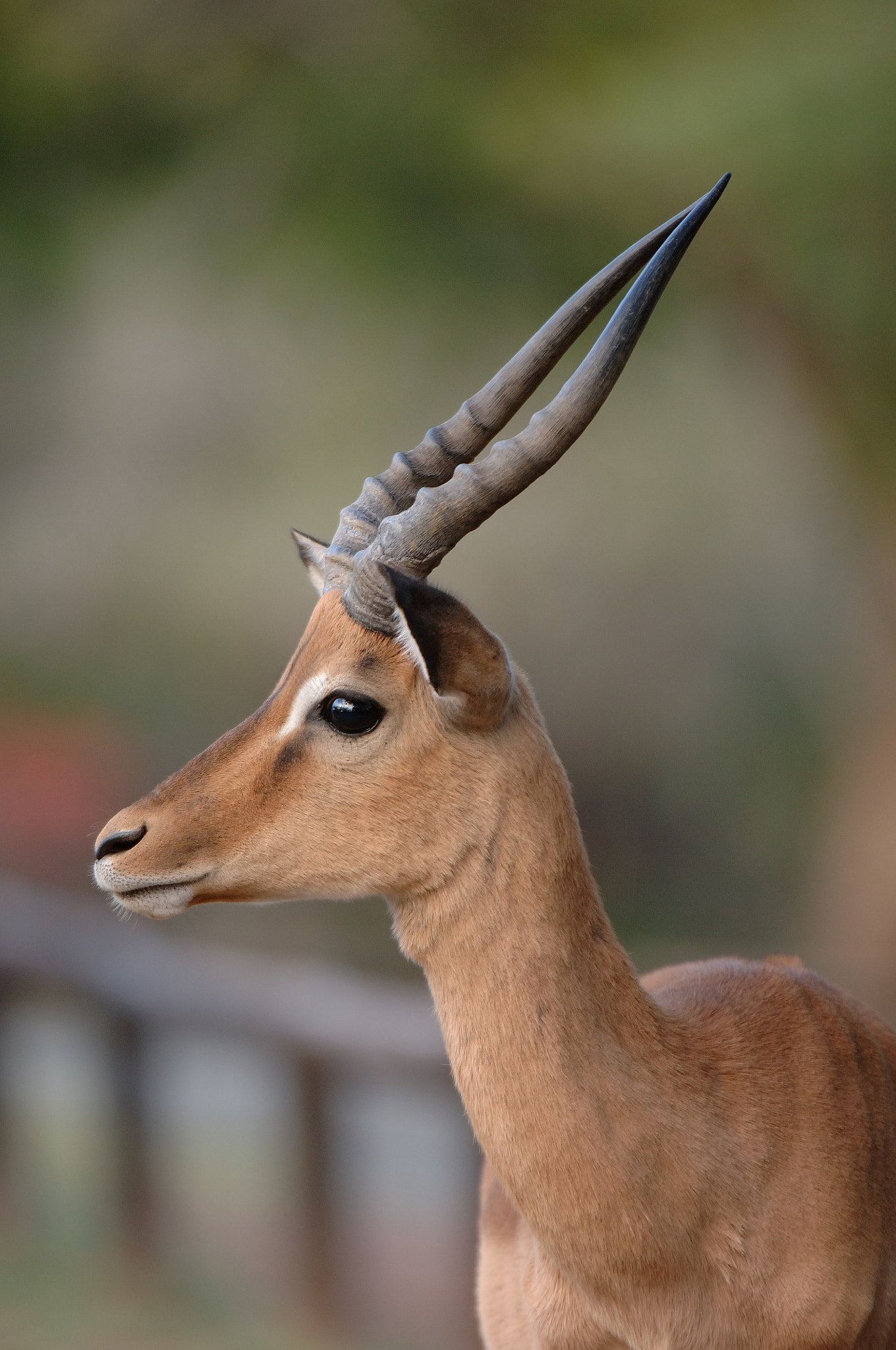 Nikon D2X + Nikon AF-S Nikkor 200-400mm F4G ED-IF VR sample photo. Impala in our camp photography