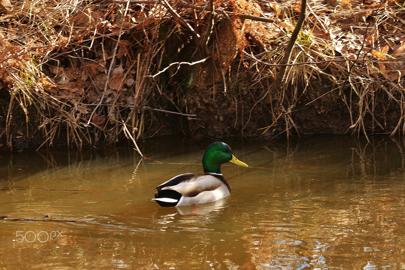 Sigma 50-150mm F2.8 EX APO DC OS HSM sample photo. Duck photography