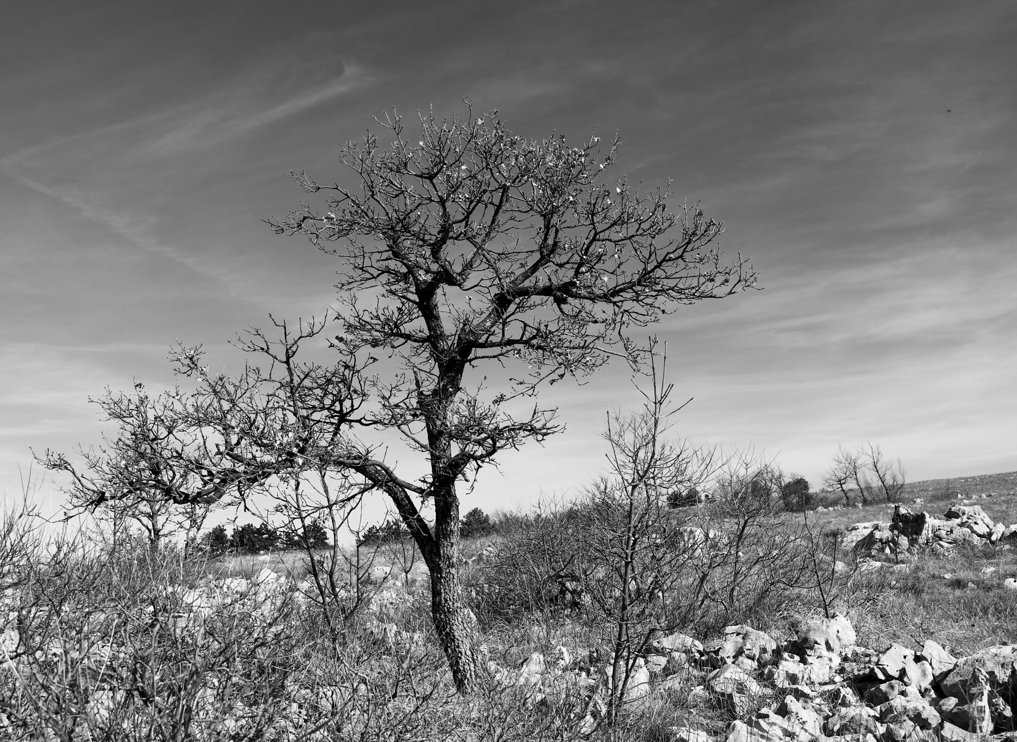 Canon EOS 5DS + Canon EF 35mm F1.4L II USM sample photo. Very dry but still alive photography