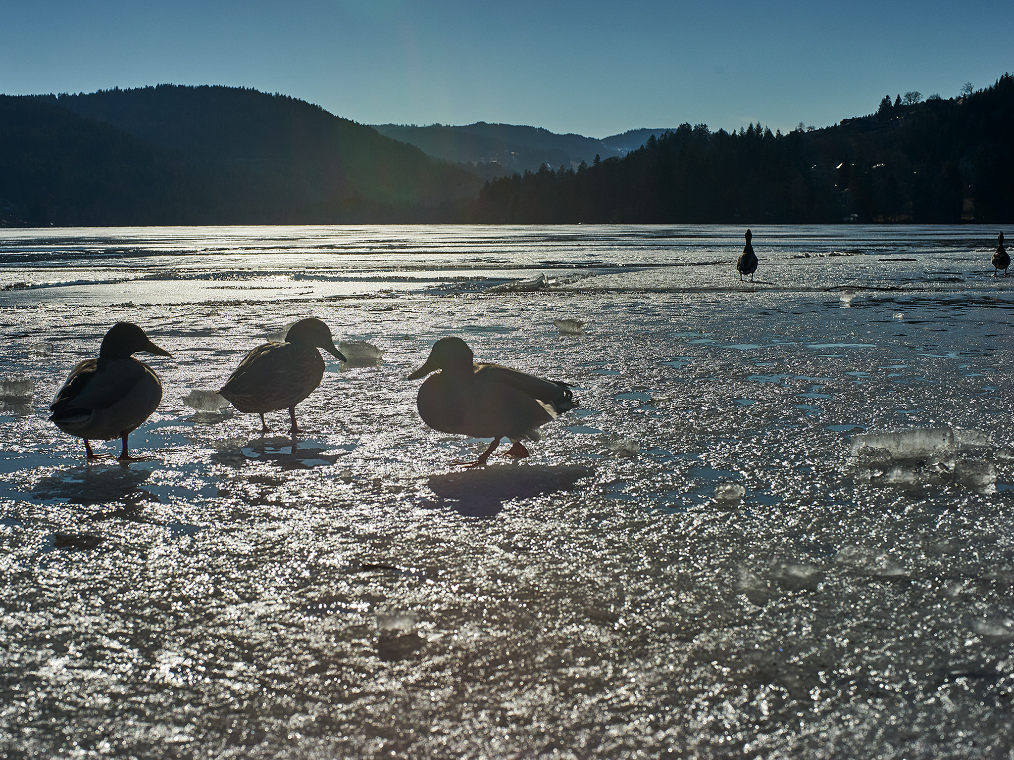 DT 40mm F2.8 SAM sample photo. On thin ice photography