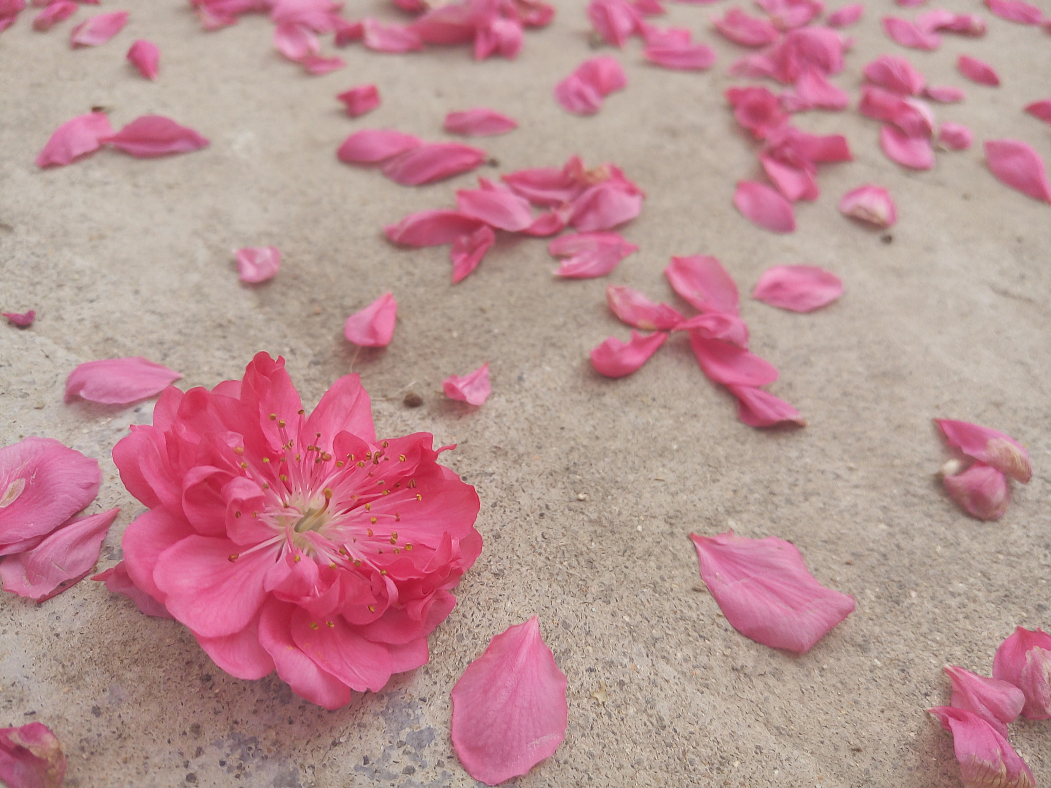Meizu MX5 sample photo. 灼灼其华 photography