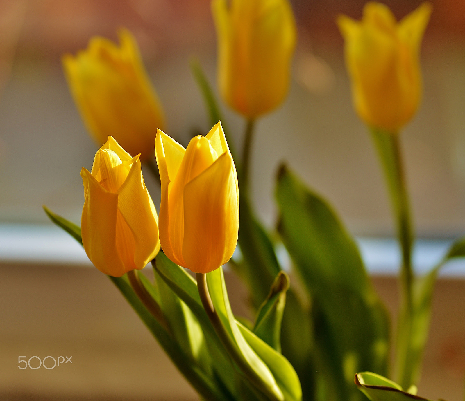 Sigma 50-150mm F2.8 EX APO DC OS HSM sample photo. Yellow tulip photography