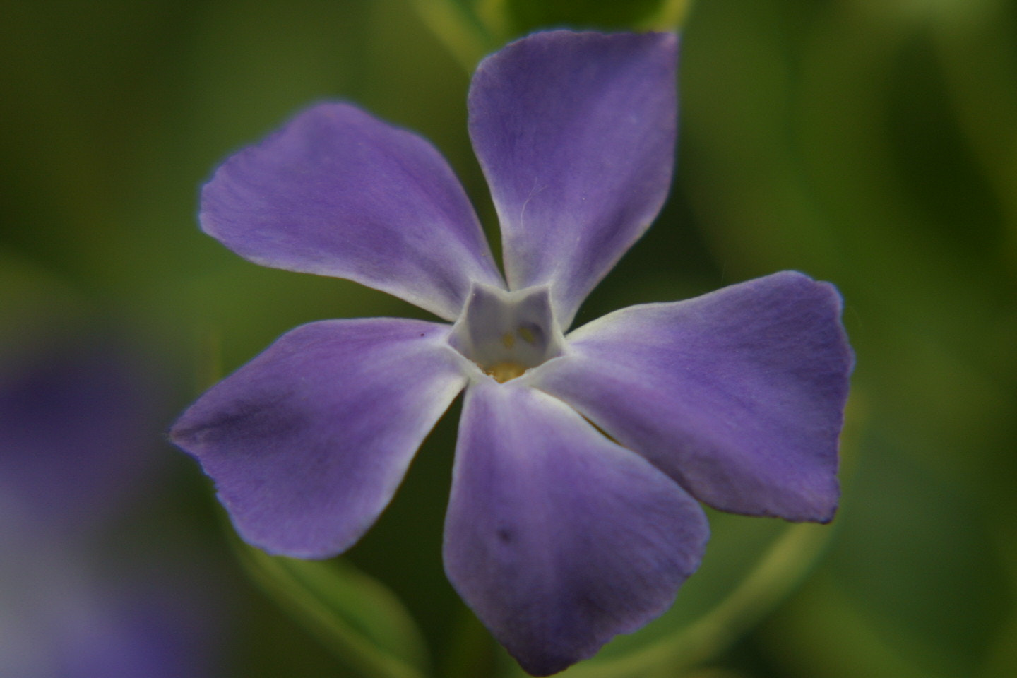 Canon EOS D30 + Canon EF 75-300mm f/4-5.6 USM sample photo. Macro flower photography