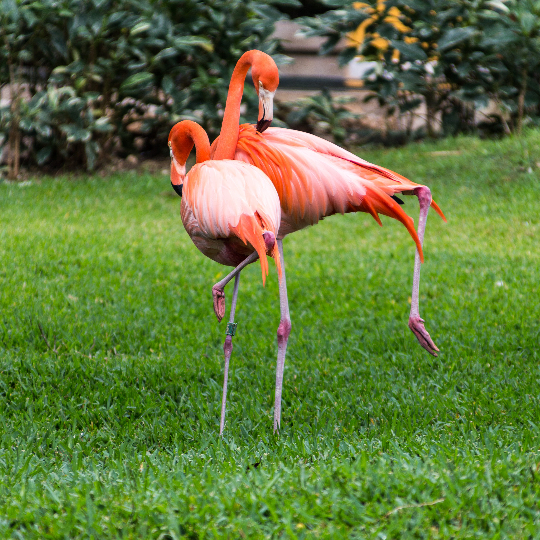 Canon EOS 100D (EOS Rebel SL1 / EOS Kiss X7) + Canon TS-E 90mm F2.8 Tilt-Shift sample photo. Danse des flamands roses photography