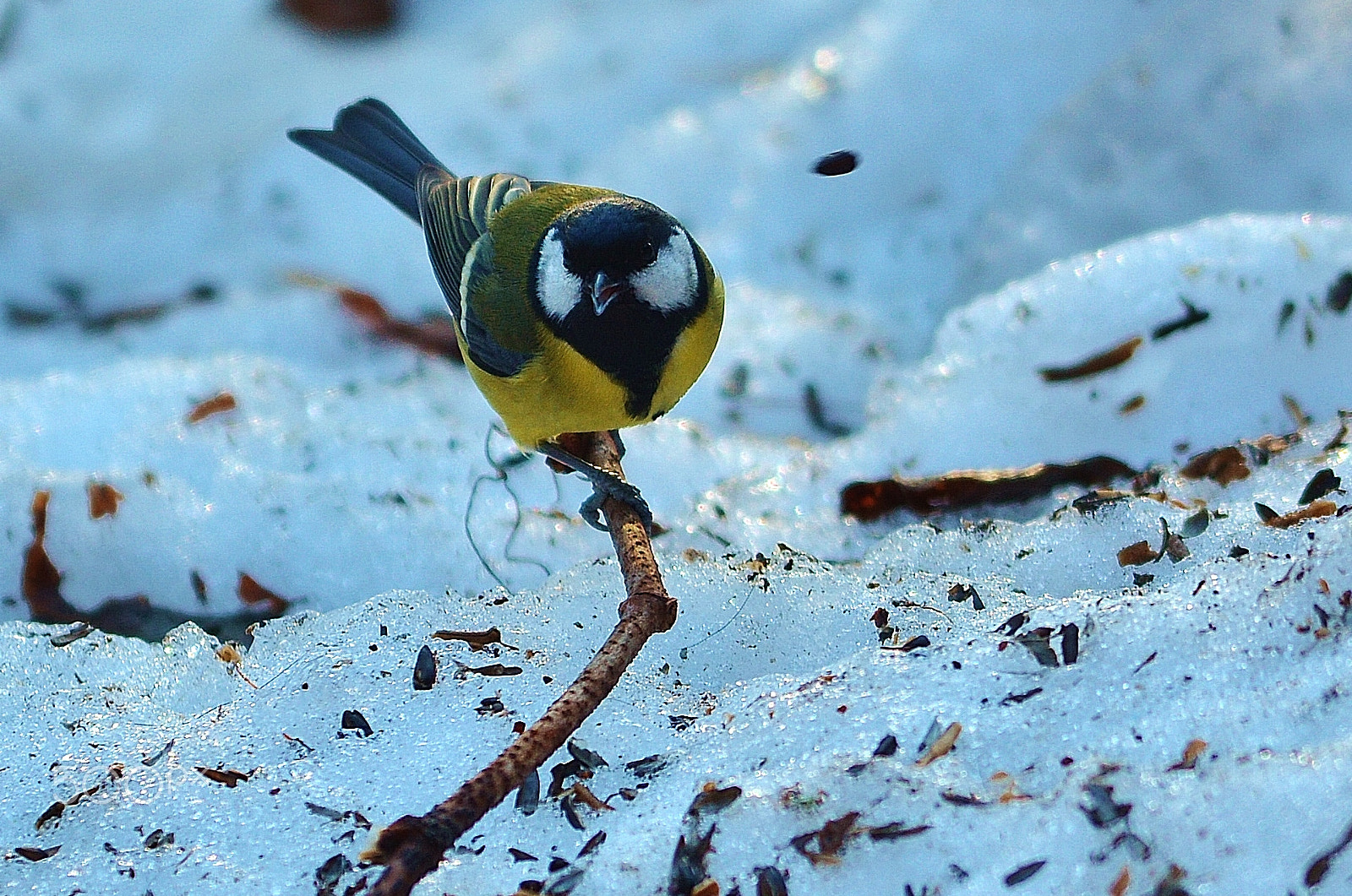 Sigma 50-150mm F2.8 EX APO DC OS HSM sample photo. Bird photography