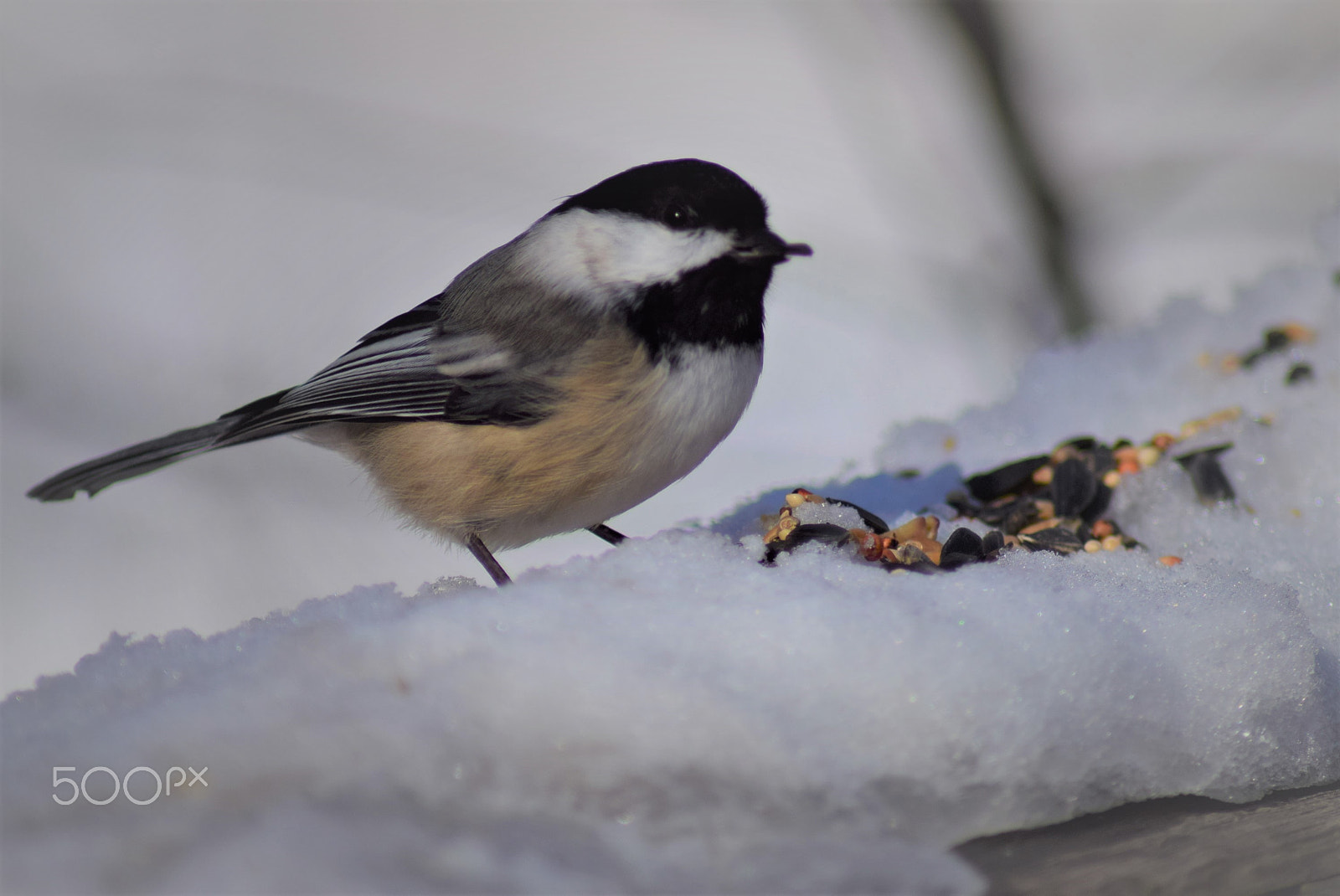 Nikon D3300 + Tamron AF 70-300mm F4-5.6 Di LD Macro sample photo. Black capped chickadee feeding in snow photography