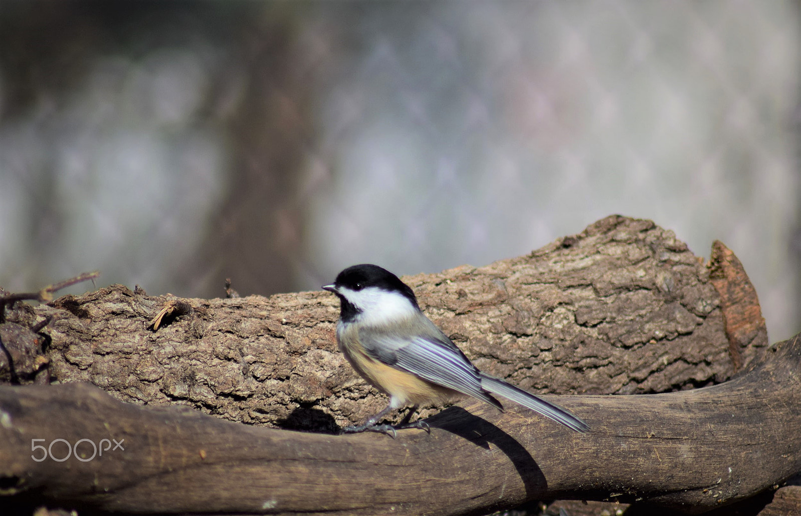 Tamron AF 70-300mm F4-5.6 Di LD Macro sample photo. Black capped chickadee perched on log photography