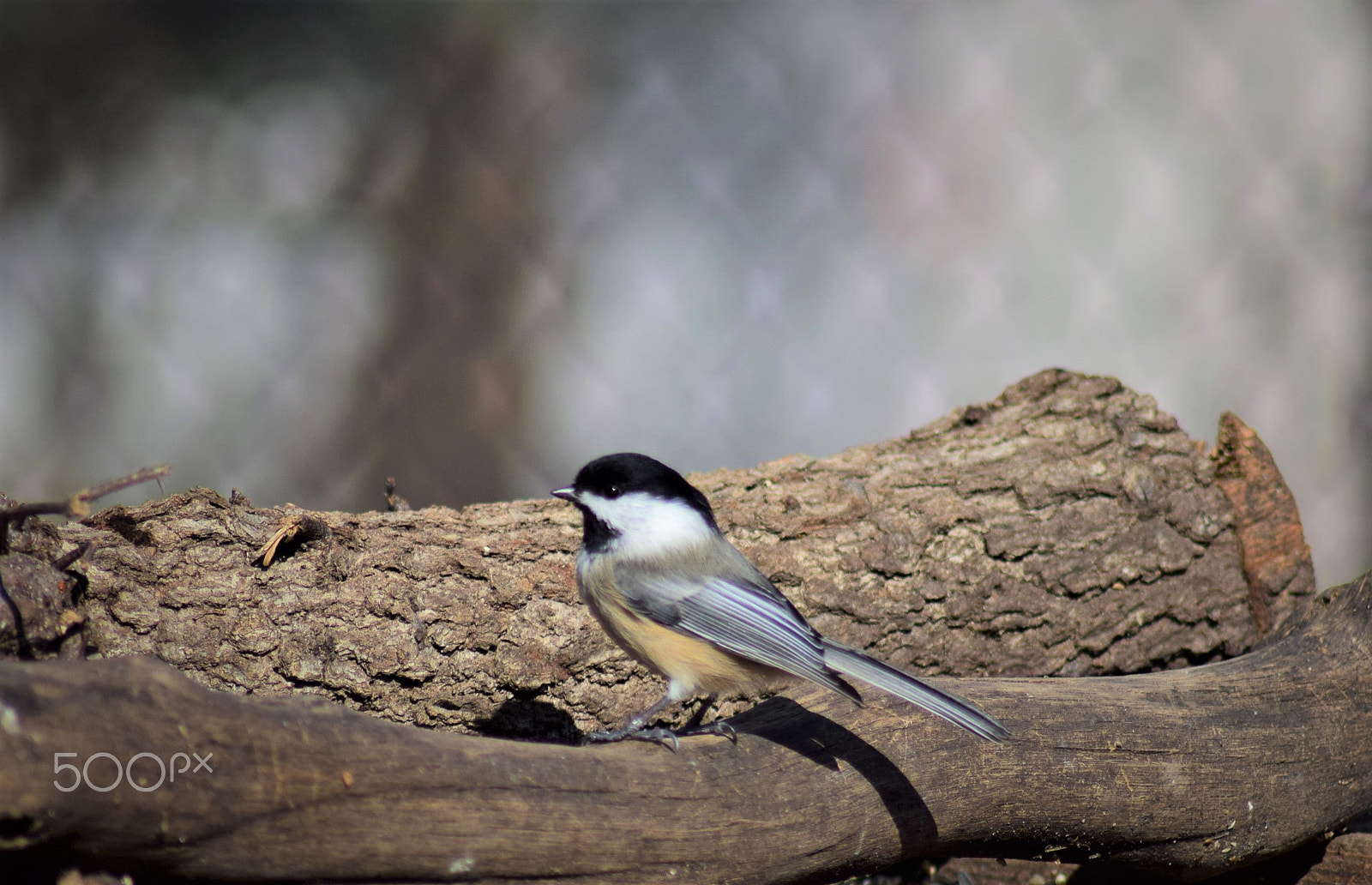 Nikon D3300 + Tamron AF 70-300mm F4-5.6 Di LD Macro sample photo. Black capped chickadee perched on log photography