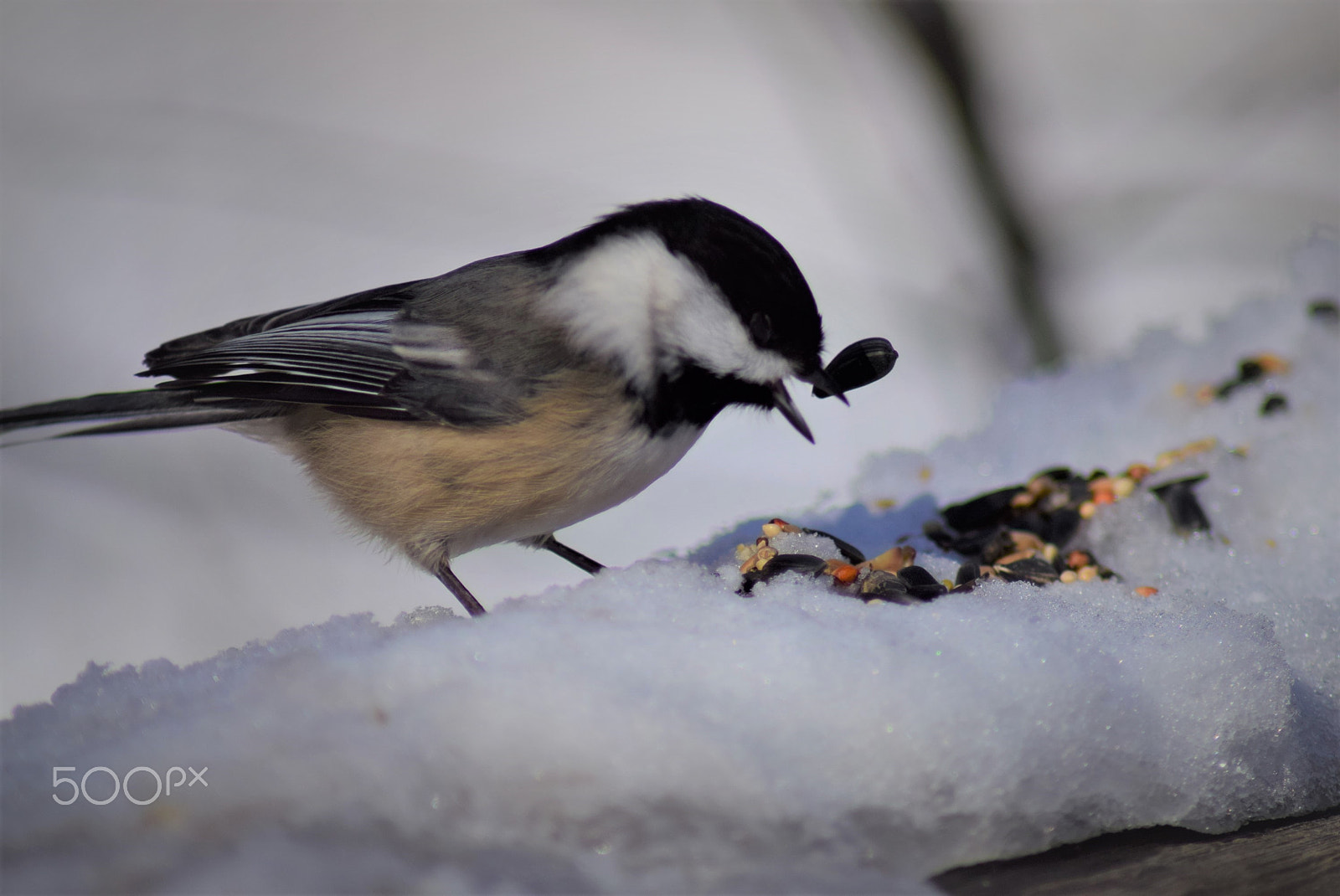 Nikon D3300 + Tamron AF 70-300mm F4-5.6 Di LD Macro sample photo. Black capped chickadee popping up sunflower seed photography