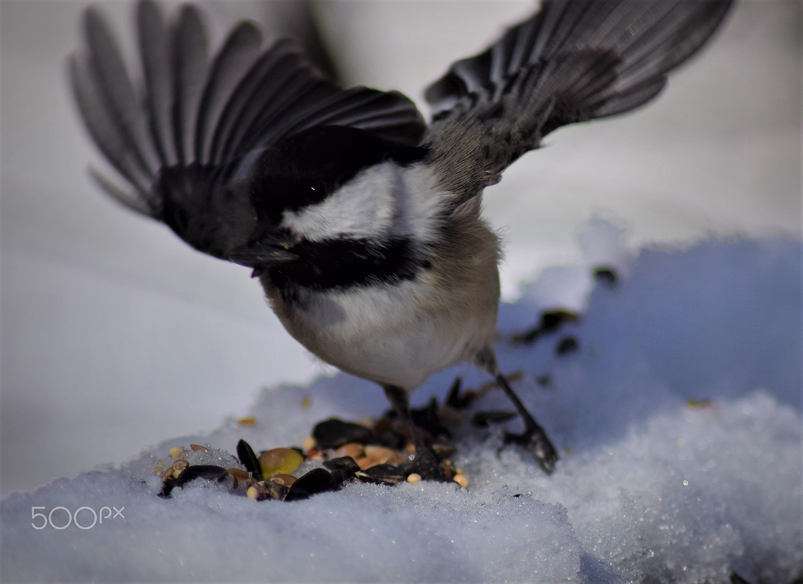 Tamron AF 70-300mm F4-5.6 Di LD Macro sample photo. Black capped chickadee with seed in beak flying out of snow photography