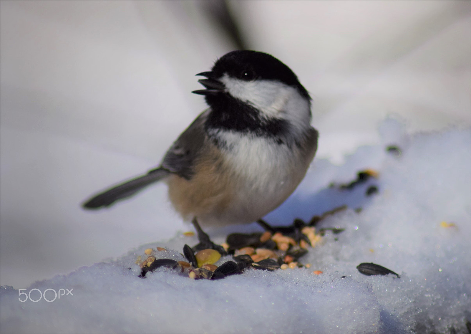Tamron AF 70-300mm F4-5.6 Di LD Macro sample photo. Black capped chickadee with seed in beak in snow photography