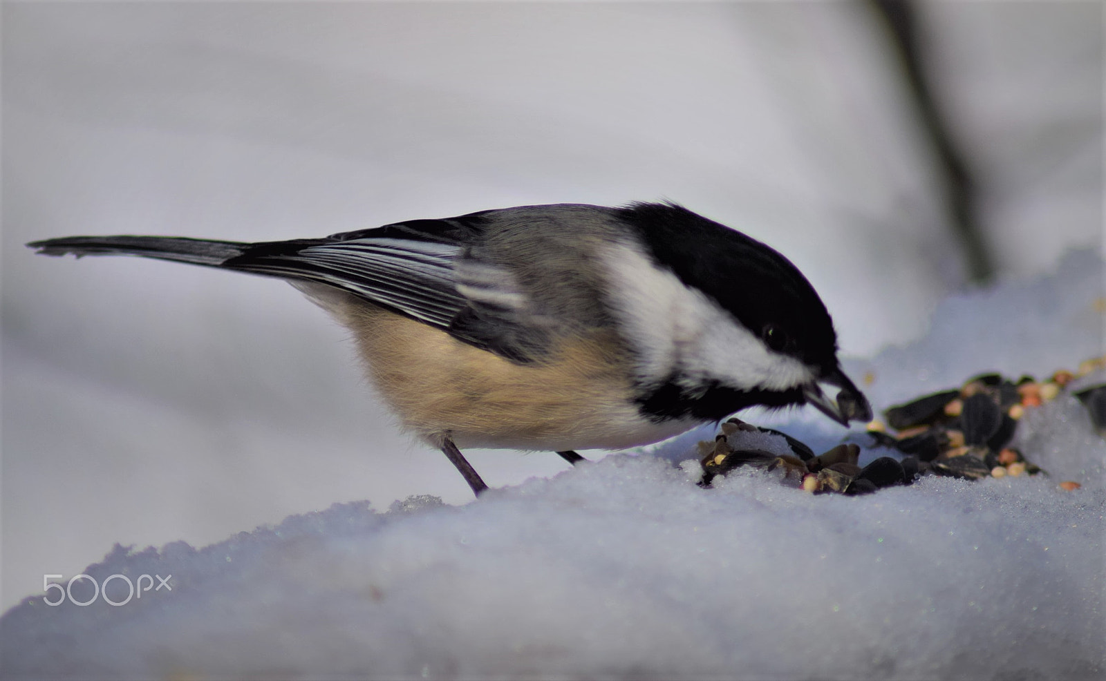 Nikon D3300 + Tamron AF 70-300mm F4-5.6 Di LD Macro sample photo. Black capped chickadee with seed in snow photography