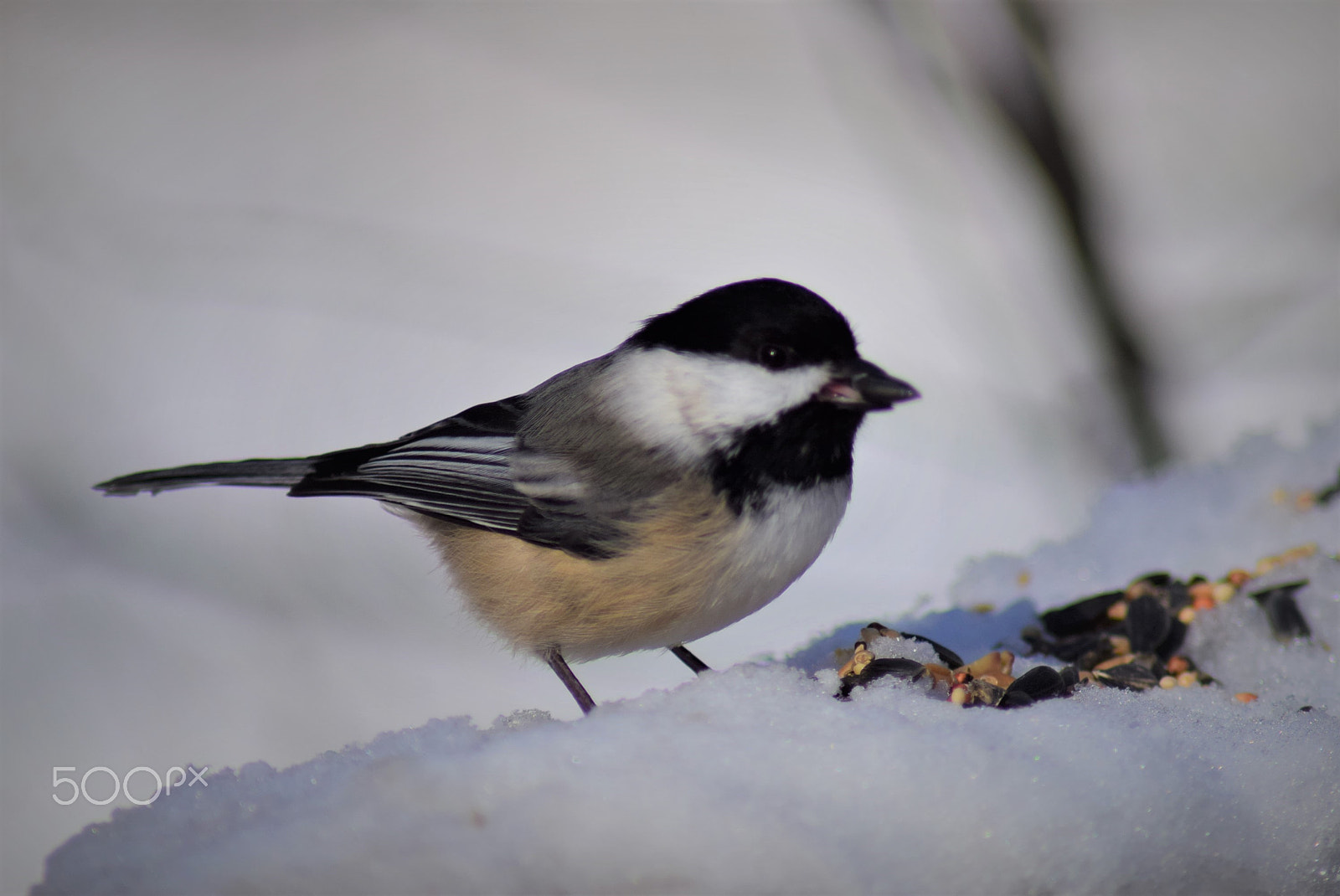 Nikon D3300 + Tamron AF 70-300mm F4-5.6 Di LD Macro sample photo. Black capped chickadee with sunflower seed in snow photography