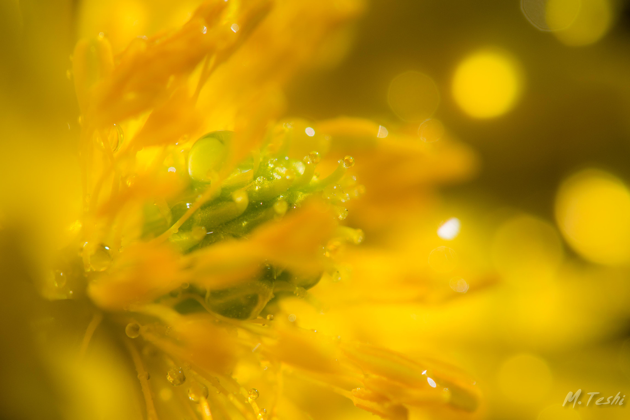 Olympus PEN E-PL5 sample photo. Yellow! photography