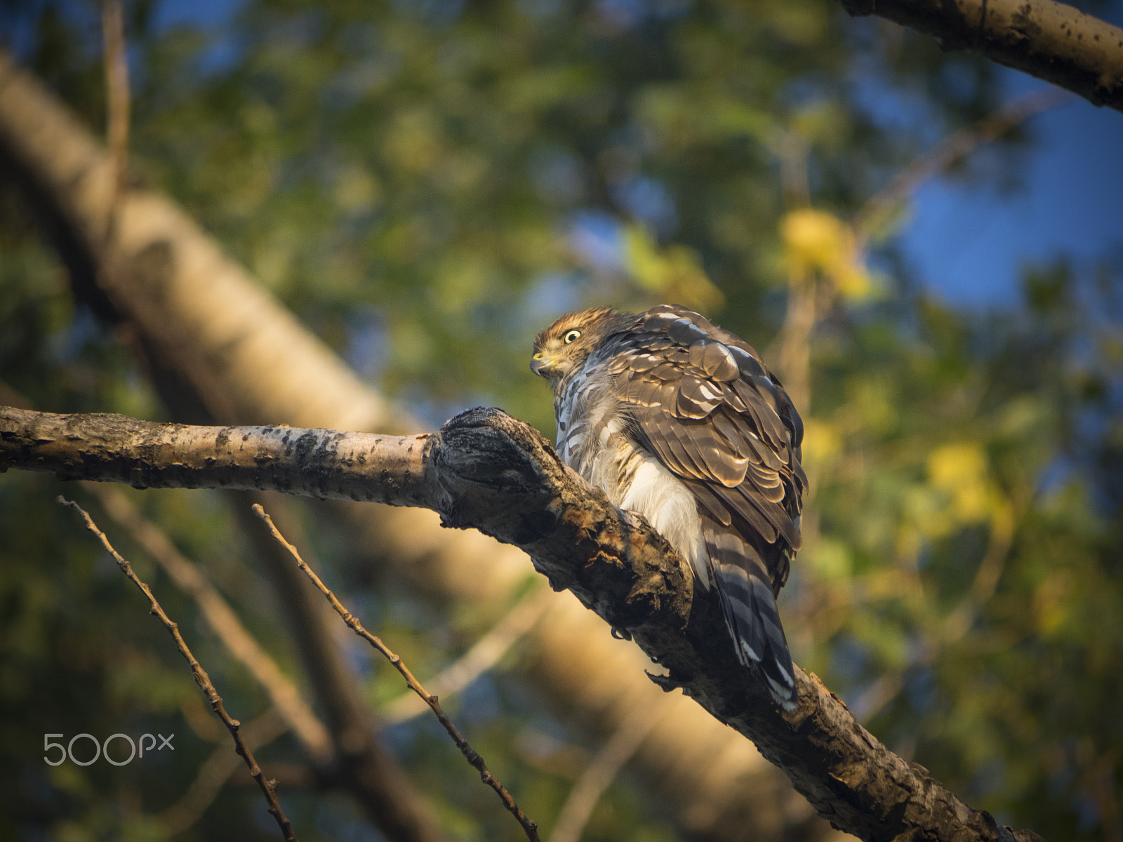 Olympus OM-D E-M1 sample photo. Cooper's hawk in a tree photography