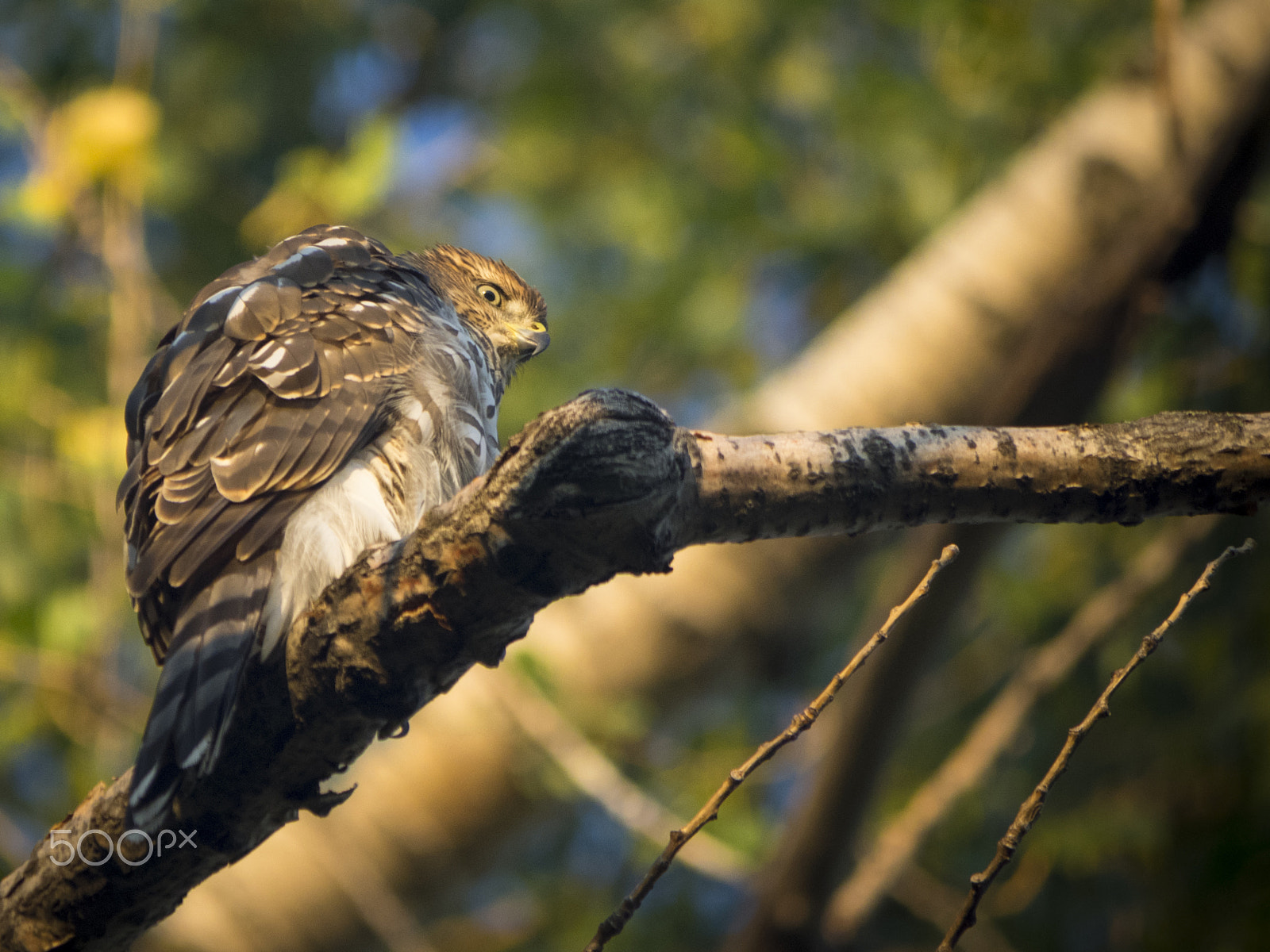Olympus OM-D E-M1 sample photo. Cooper's hawk in a tree photography