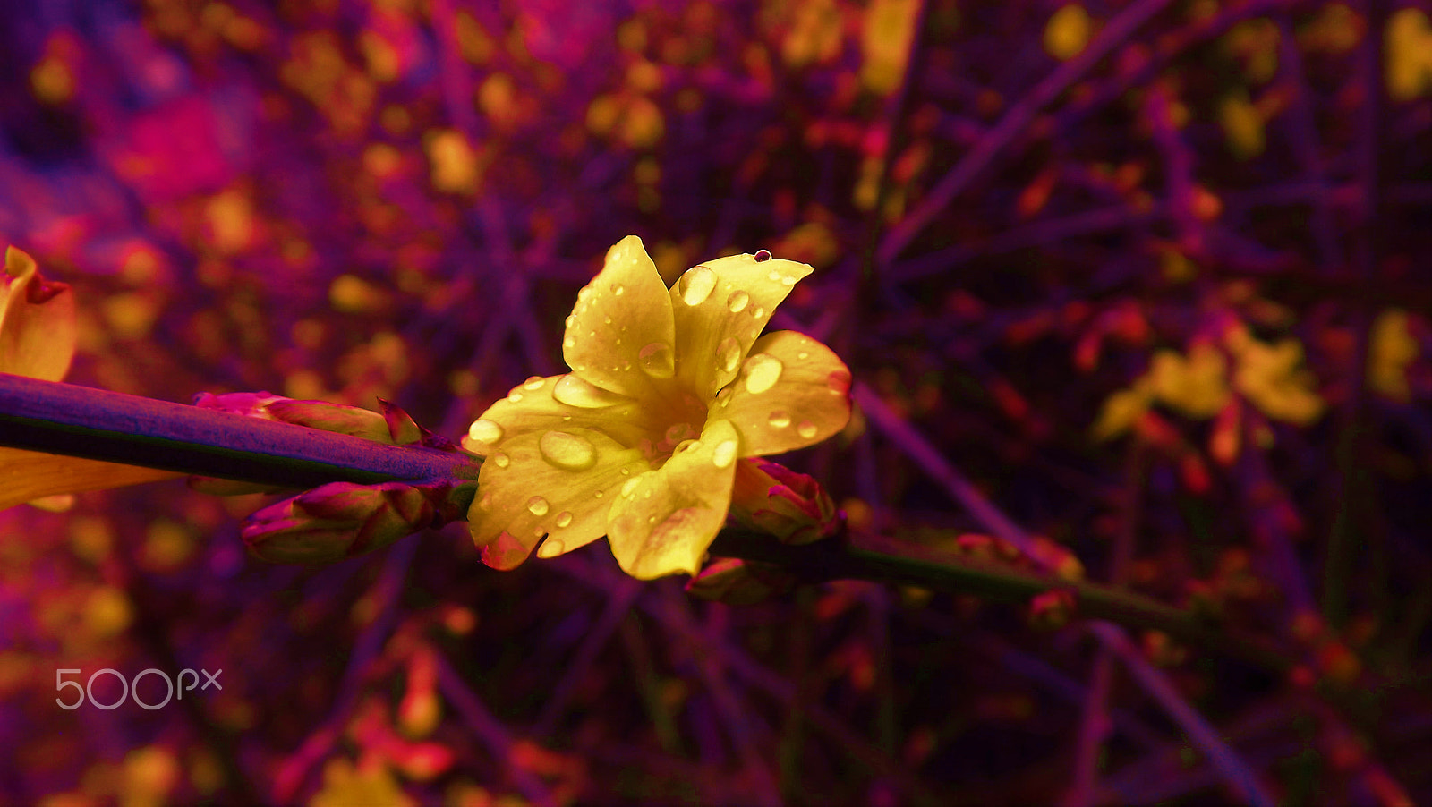 Fujifilm FinePix S3400 sample photo. Rain flower photography
