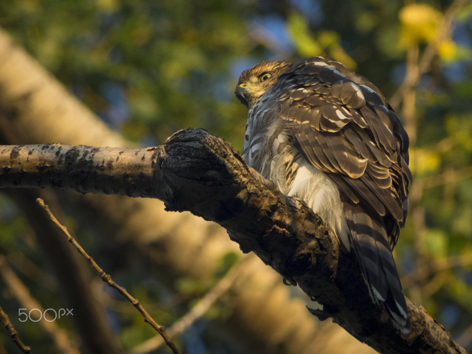 Olympus OM-D E-M1 sample photo. Cooper's hawk in a tree photography