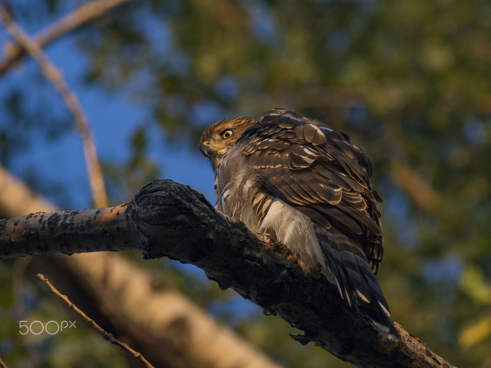 Olympus PEN E-PL5 sample photo. Cooper's hawk in a tree photography