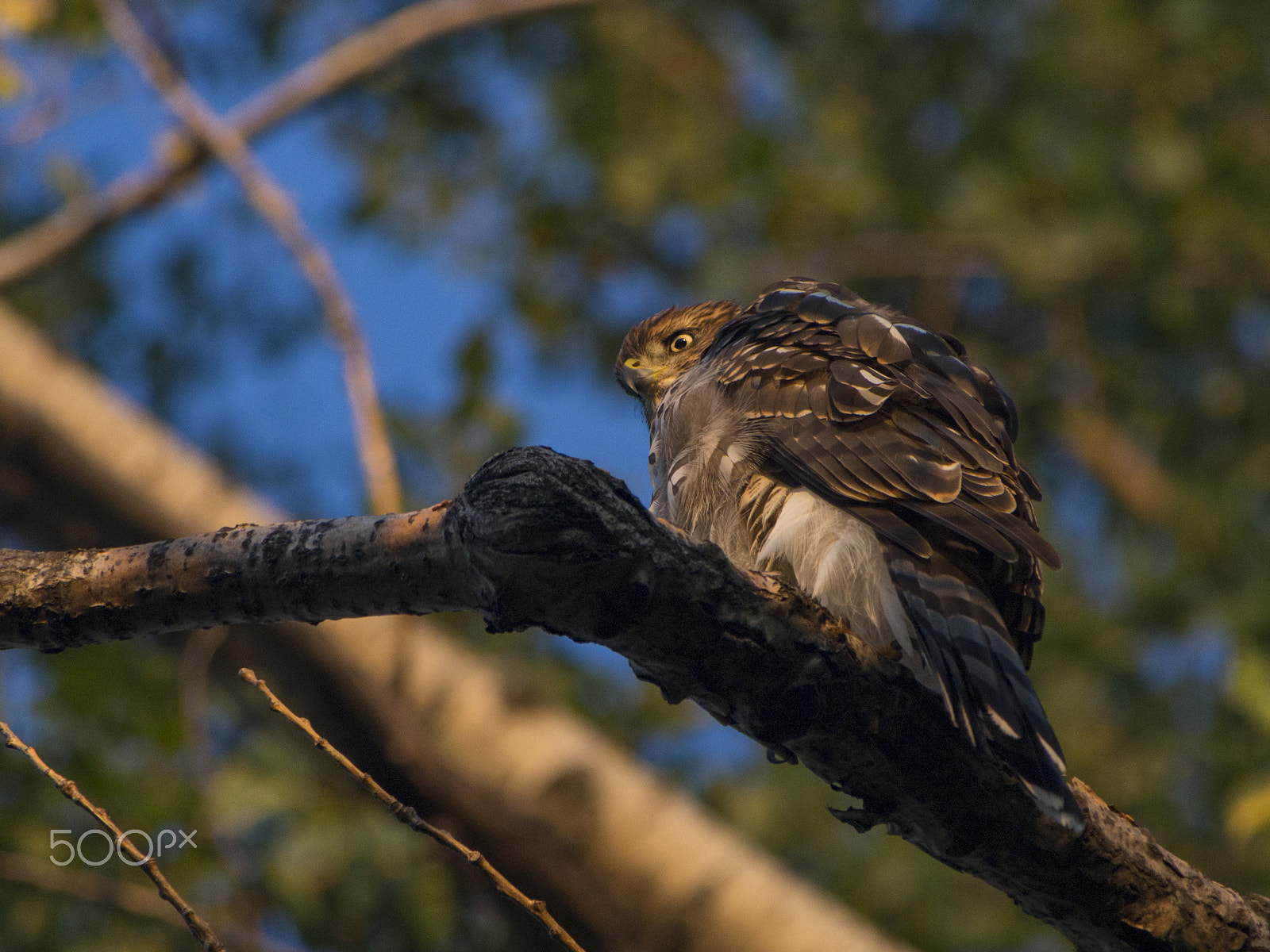 Olympus PEN E-PL5 sample photo. Cooper's hawk in a tree photography