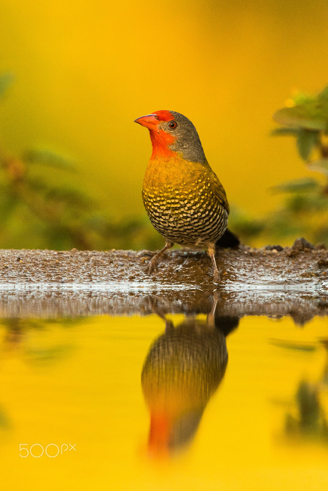 Nikon D800E + Nikon AF-S Nikkor 500mm F4G ED VR sample photo. Green winged pytilia photography