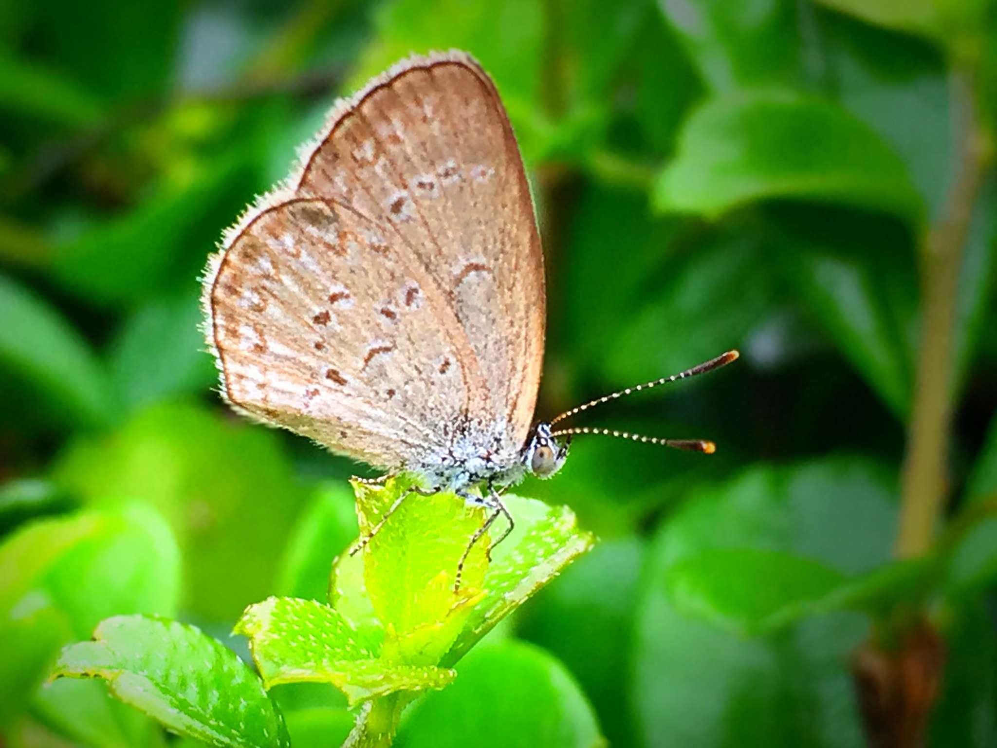 Apple iPhone8,1 sample photo. * butterfly photography
