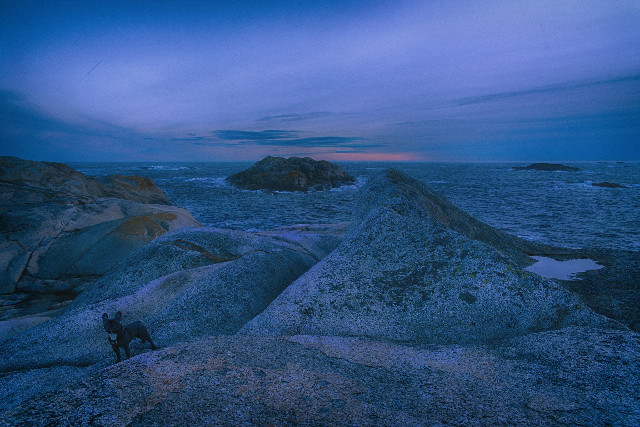 Sigma 24-70mm F2.8 EX DG HSM sample photo. Blue dog photography