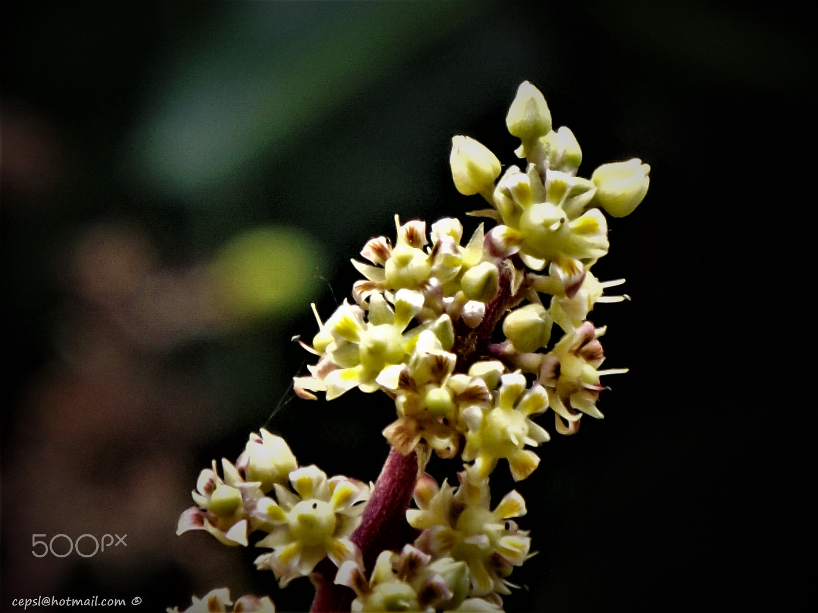 FujiFilm FinePix S4000 (FinePix S4050) sample photo. Flower photography