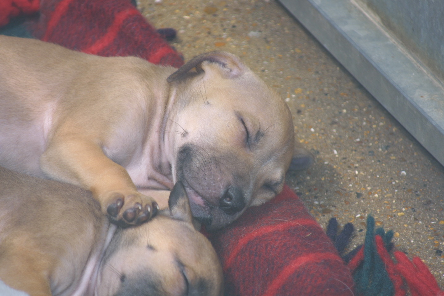 Canon EF 80-200mm F4.5-5.6 II sample photo. Puppies two photography