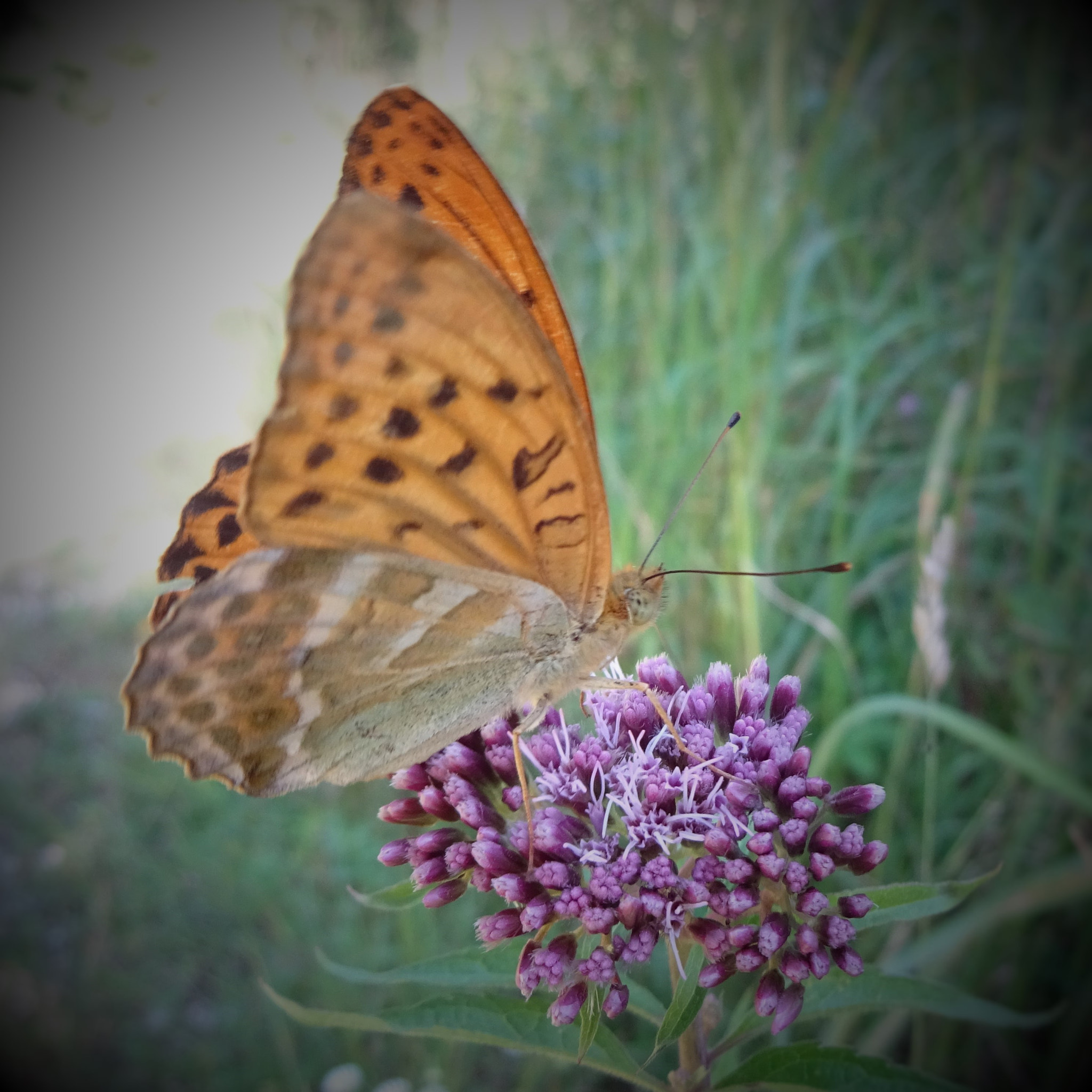Sony Cyber-shot DSC-WX220 sample photo. Butterfly photography