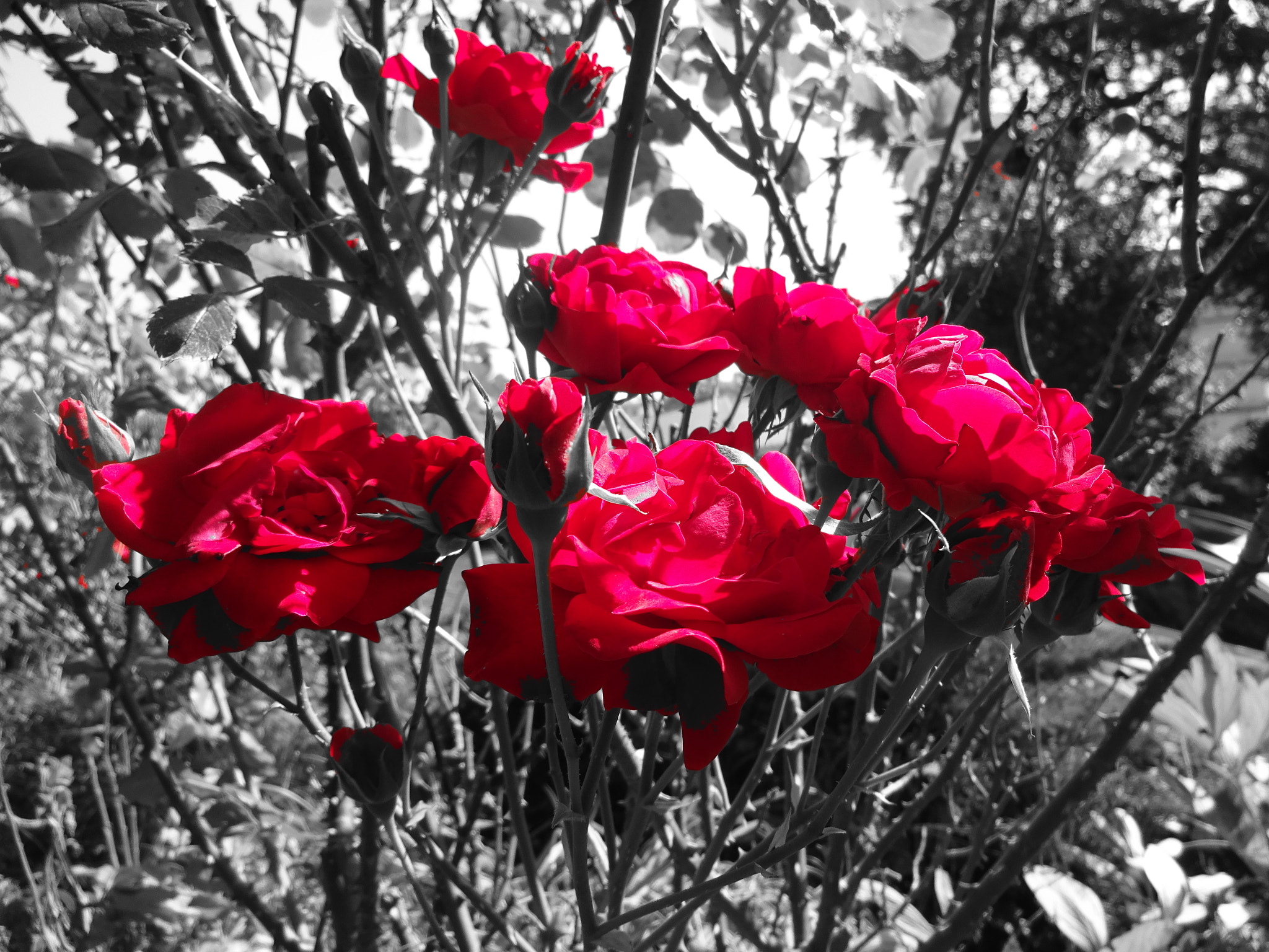 Sony Cyber-shot DSC-WX220 sample photo. Roses photography