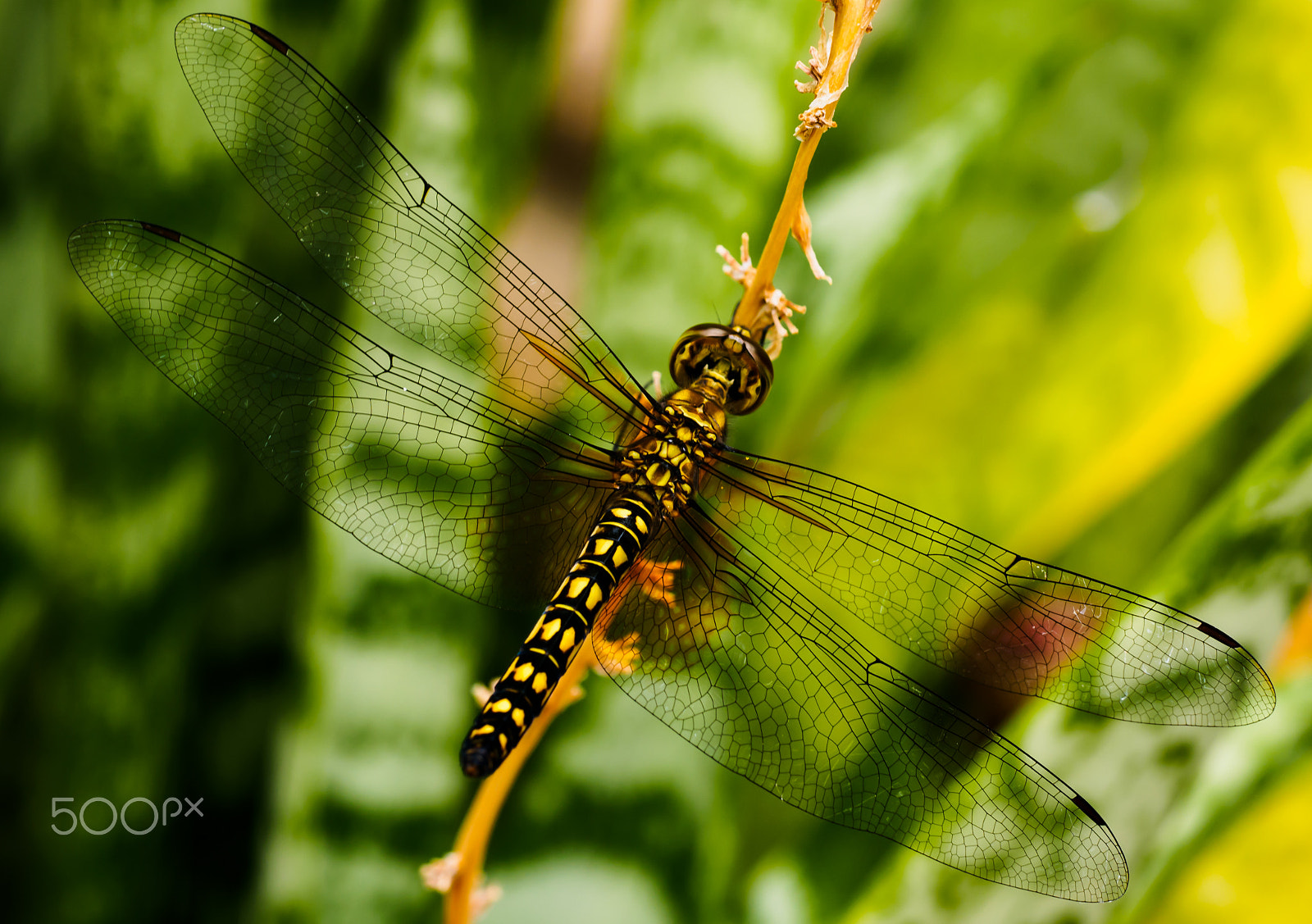 Olympus M.Zuiko Digital ED 60mm F2.8 Macro sample photo. Australian tiger dragonfly photography