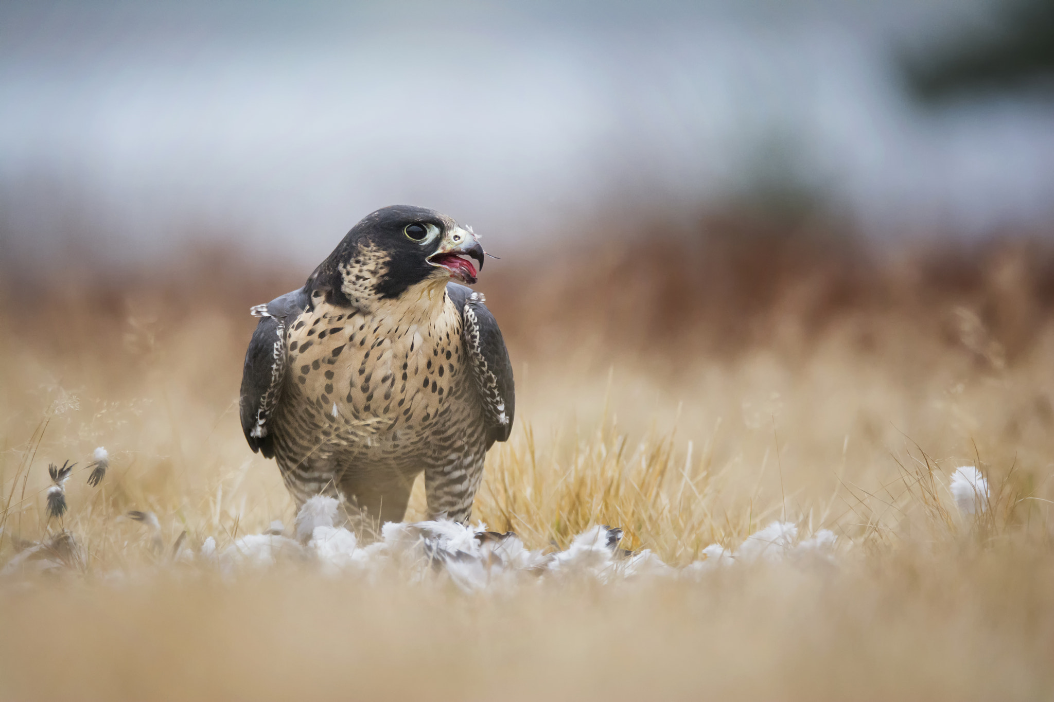 Sigma 150-600mm F5-6.3 DG OS HSM | S sample photo. Peregrine falcon photography