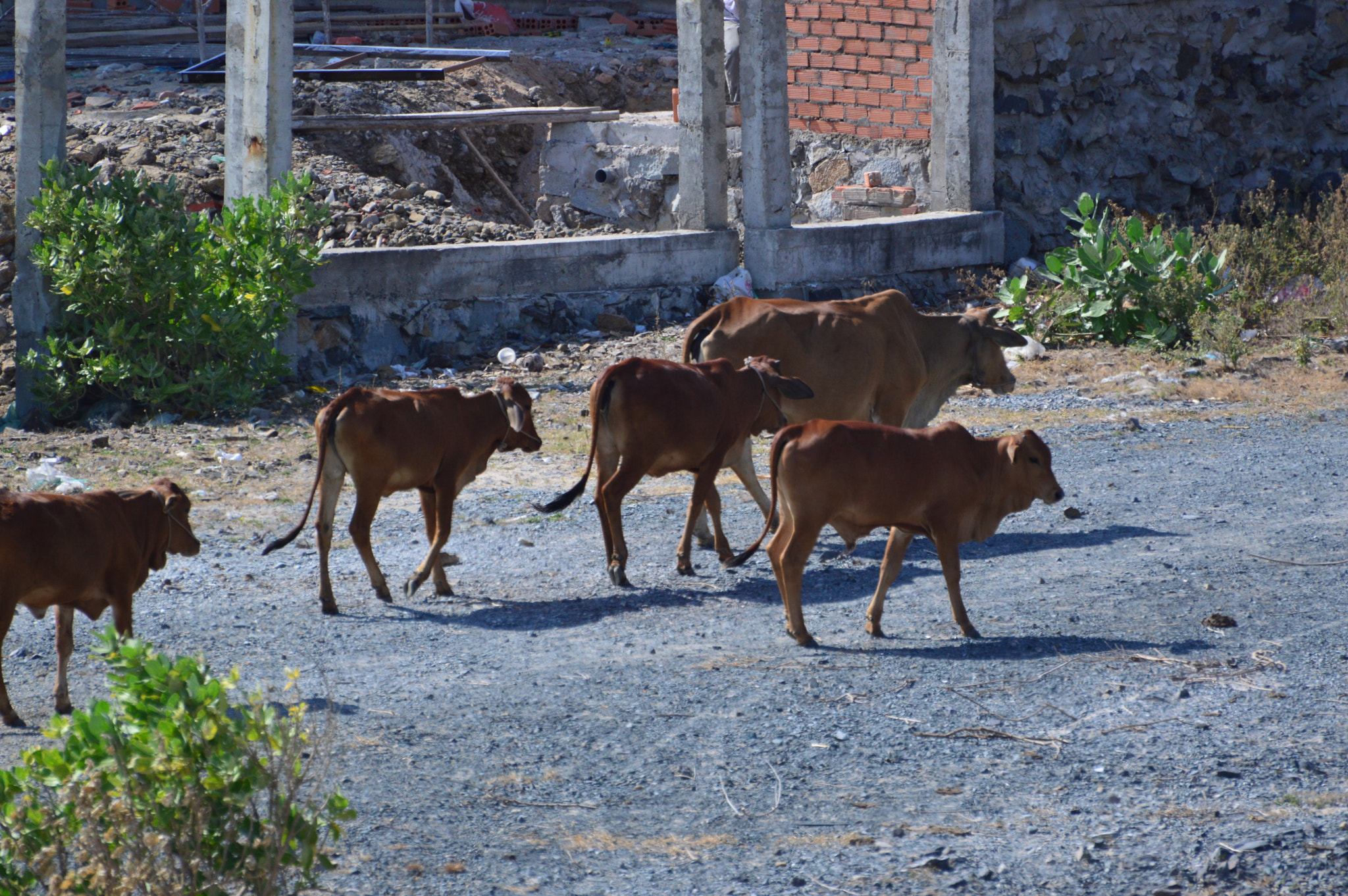 Nikon D3200 sample photo. Wandering cows photography