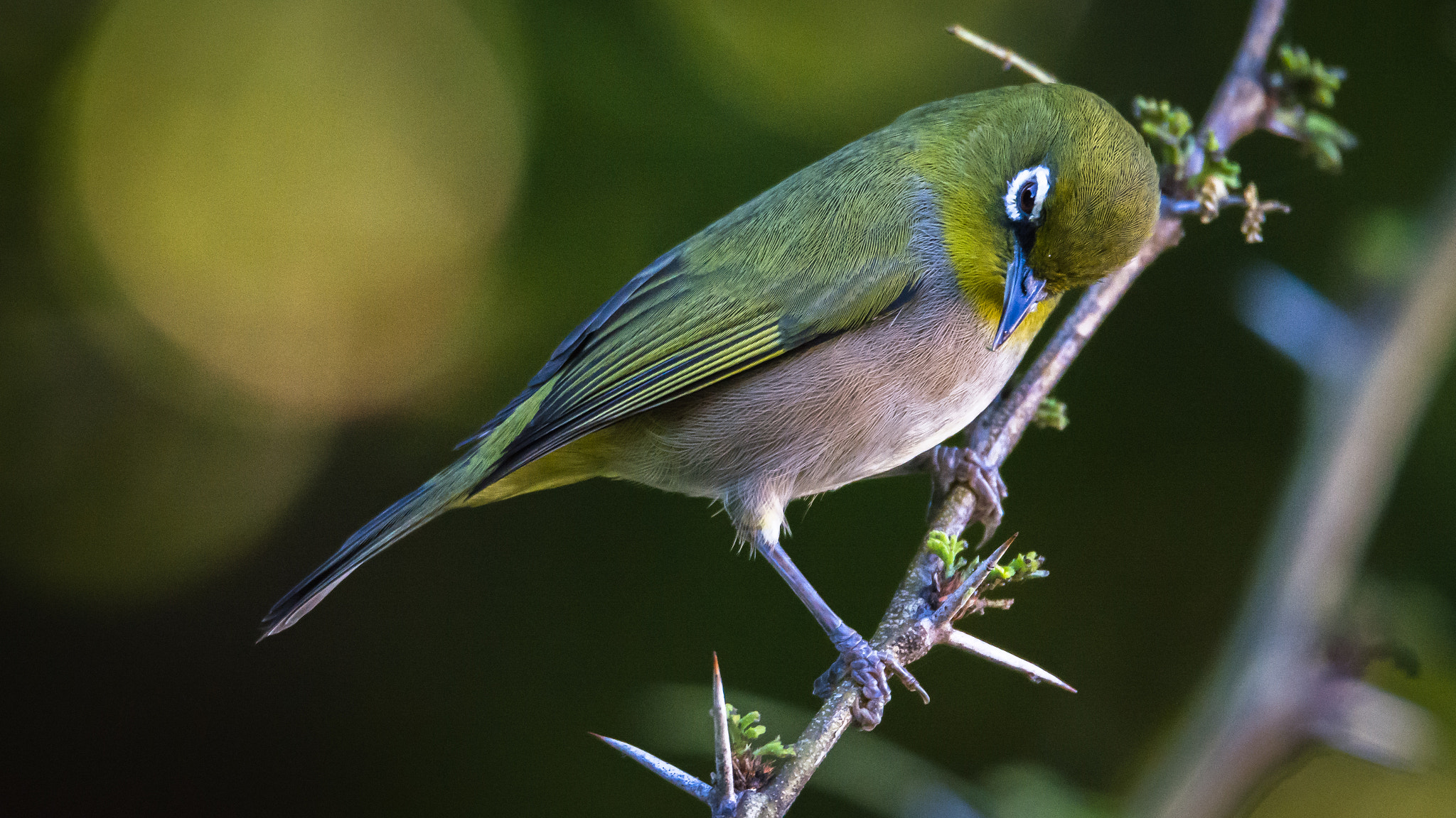 Nikon D5200 + Sigma 150-600mm F5-6.3 DG OS HSM | S sample photo. White-eye photography