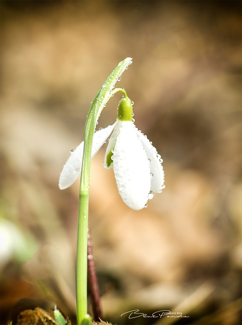 Canon EF 100mm F2.8L Macro IS USM sample photo. Hóvirág/snowdrop photography