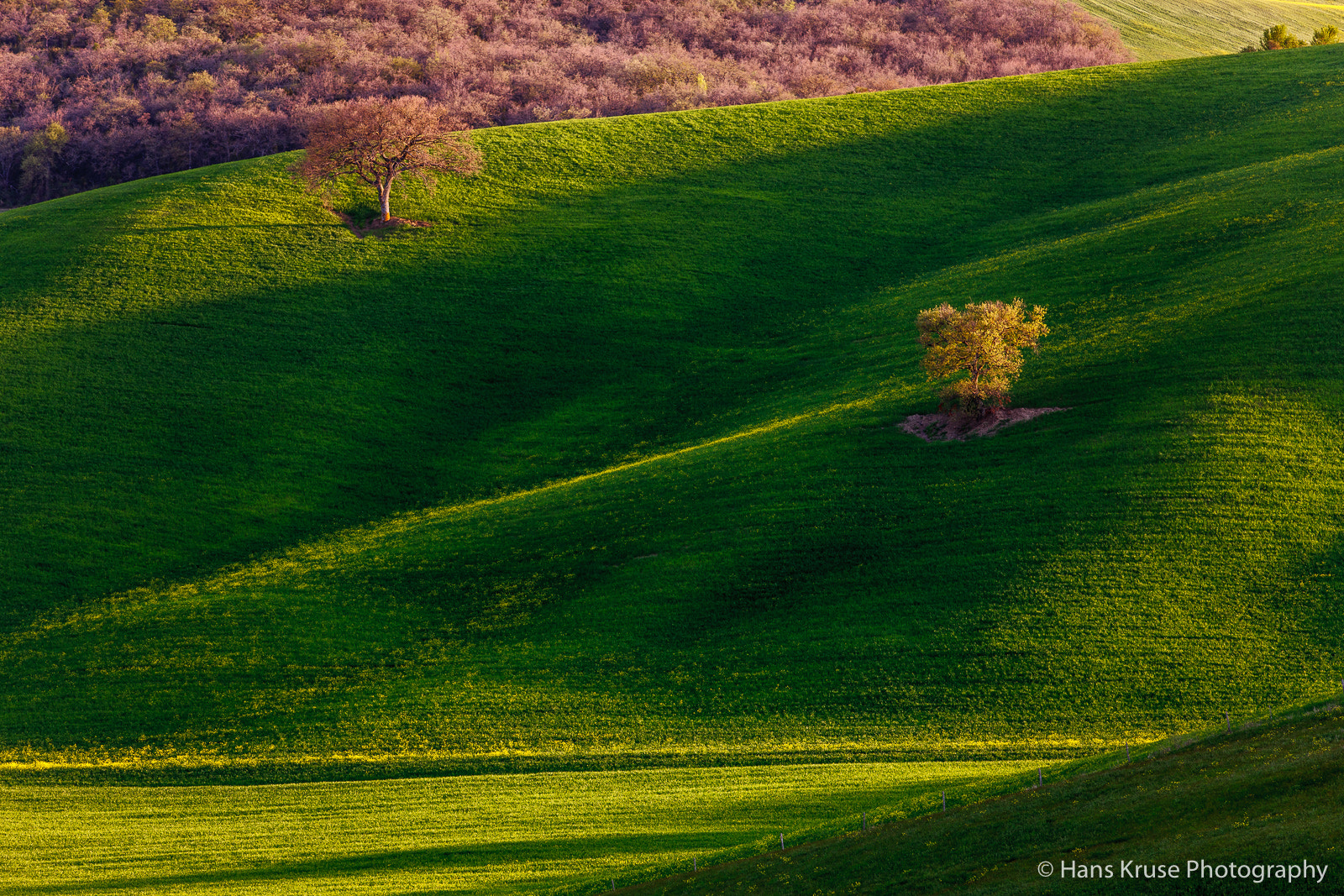 Canon EOS-1Ds Mark III sample photo. Lonely trees photography