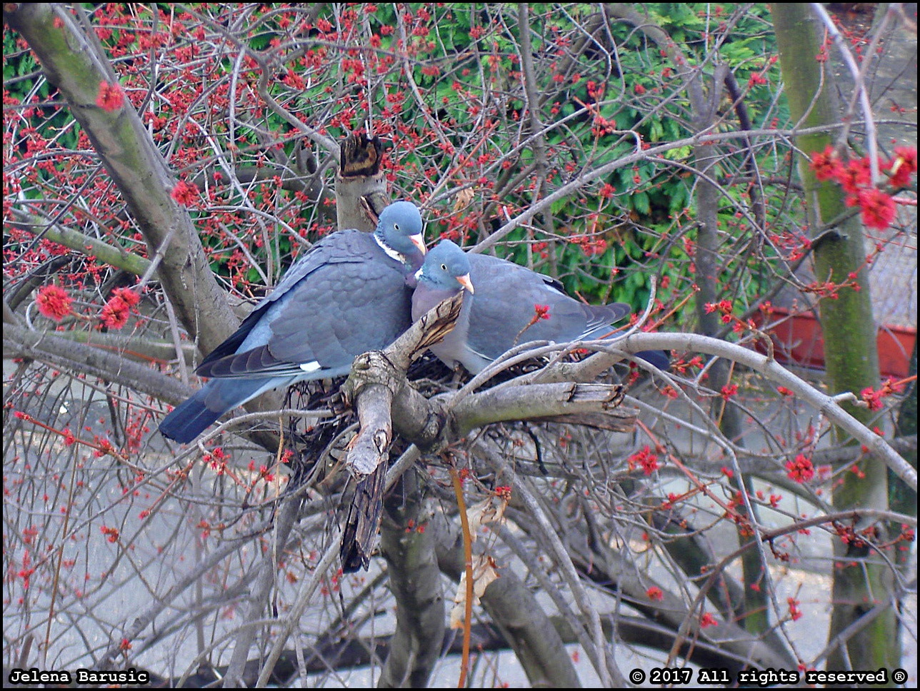 Sony DSC-W5 sample photo. Doves in loves photography